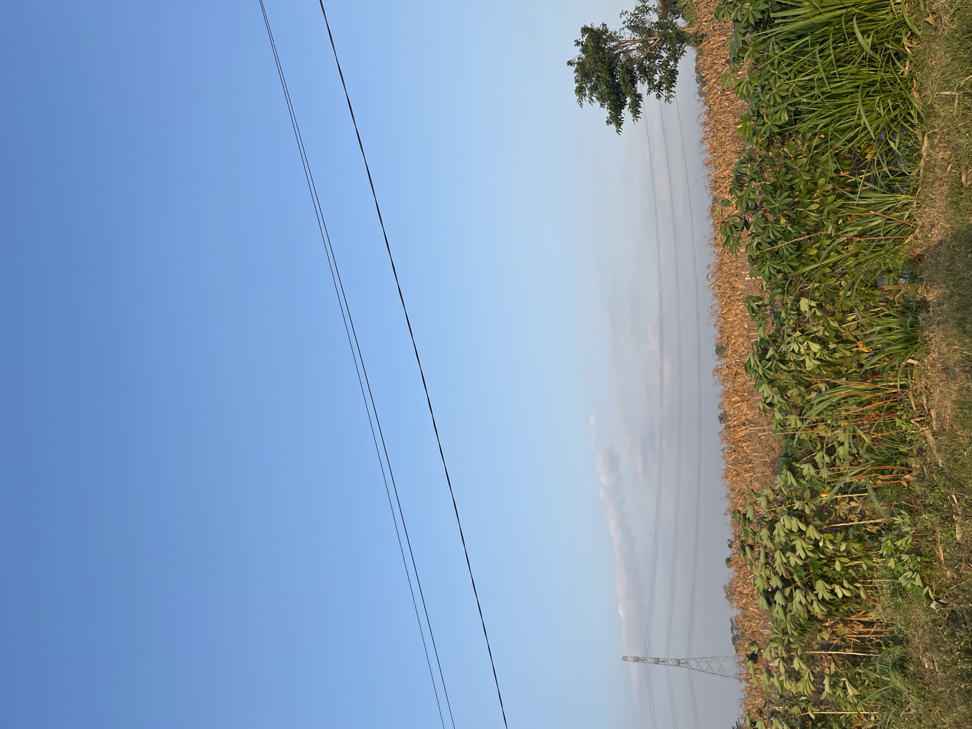 The image depicts a rural landscape in Kayen Kidul, Indonesia, under a clear blue sky. In the foreground, lush green plants and tall grass grow, transitioning to a field of dry, golden crops, likely corn, in the midground. Further in the distance, a solitary tree stands on the right, and a large electricity pylon with power lines stretches across the horizon. The scene is quiet and serene, with no people or animals visible.