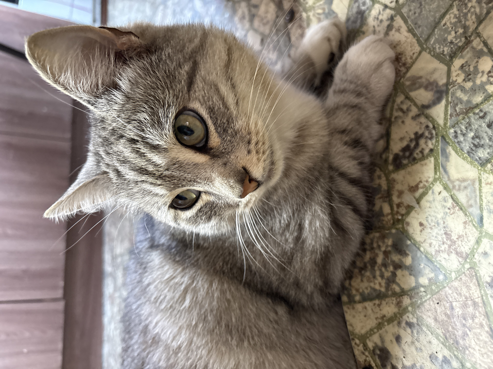 A young, grey tabby cat is resting on a patterned tiled floor, indoors. The cat is looking to the left of the frame with its head slightly tilted. Its fur is soft and appears to be well-groomed. The tiled floor has a mosaic pattern with earthy tones and green accents. In the background, wooden cabinetry or furniture is visible, suggesting a domestic setting. The lighting is soft, indicating natural light coming from the side. The scene depicts a common domestic moment, a cat relaxing in its environment. This image was taken in Vetyuzhsky, Russia.