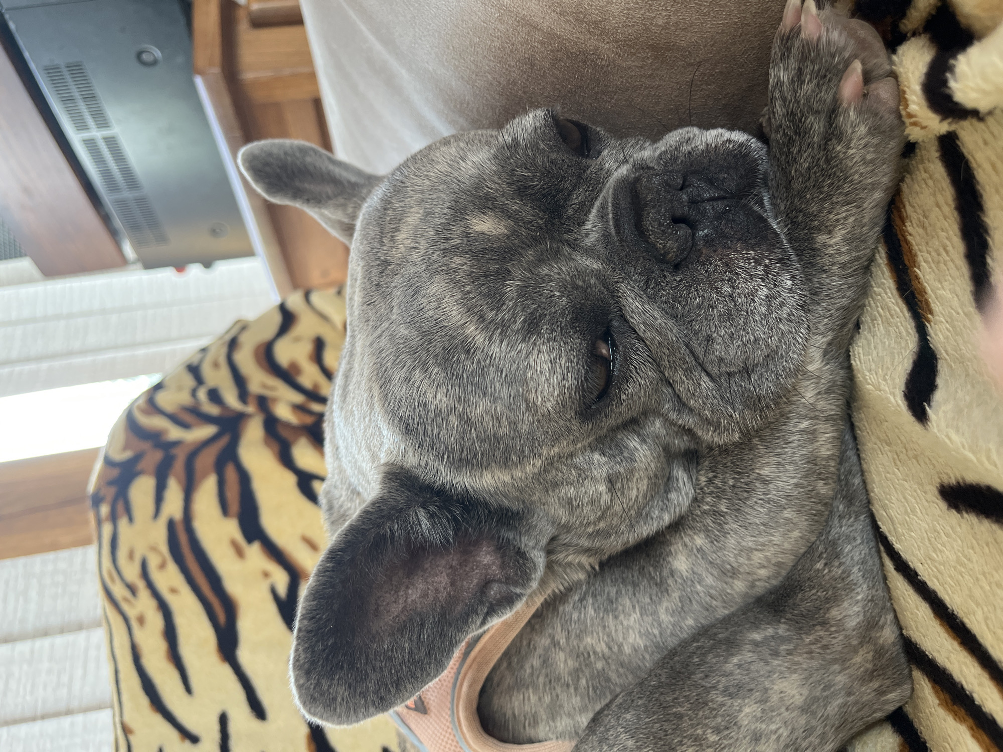 A brindle French Bulldog is captured in a close-up, high-angle shot, sleeping peacefully indoors. The dog, featuring a grey and black striped coat, is nestled on a light beige upholstered surface, likely a sofa or bed. Its eyes are almost entirely closed, and one front paw is tucked neatly under its cheek, conveying deep relaxation. The distinctive wrinkles on its face and short, dense fur are prominent. A hint of a pink or beige harness is visible near its left ear.
To the right of the dog, a soft blanket with a striking black and tan/cream tiger stripe pattern adds a visual contrast. In the upper left background, a dark, rectangular electronic device, possibly a receiver or soundbar, with vents and circular controls, is visible on a wooden surface. Below this, white slatted blinds suggest the presence of a window, indicating an indoor setting with natural ambient light. The scene is one of quiet comfort and serenity.