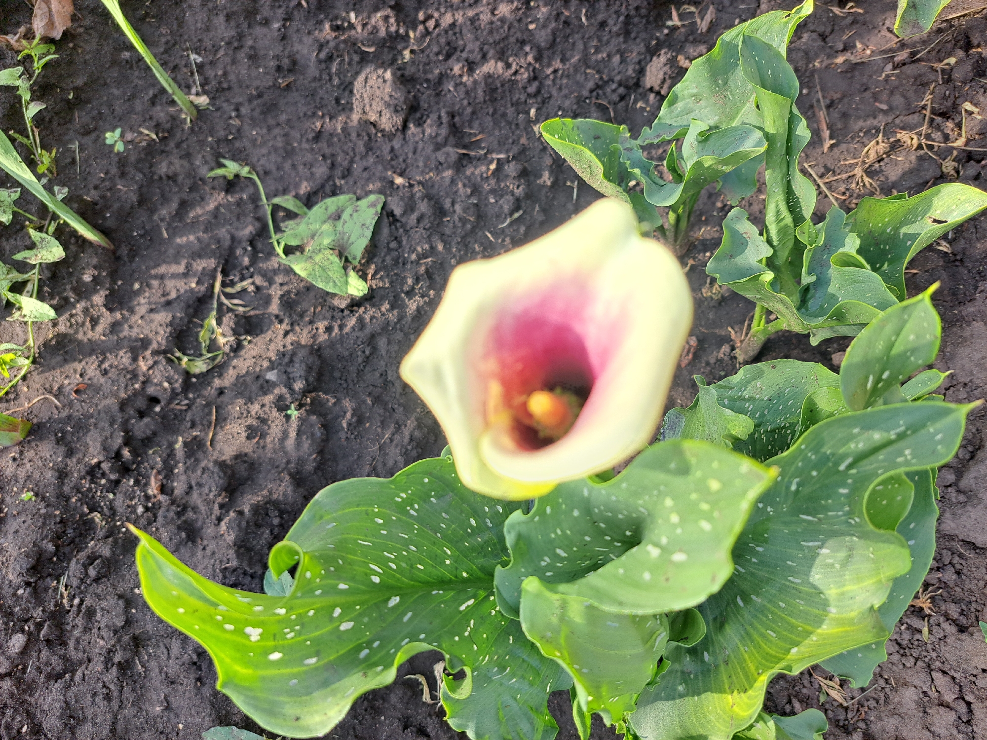 This image shows a close-up, high-angle view of a calla lily plant growing in dark soil. The plant has large, green leaves with white spots and a single white and pink calla lily flower. The flower is partially open, revealing its yellow stamen and dark center. The soil is dark and appears somewhat clumpy, with some dry grass and small weeds scattered throughout. The lighting suggests it is daytime, with sunlight casting shadows on the soil and illuminating the leaves. The scene is outdoors, likely in a garden setting. There is no indication of the city of Черницк, Russia, or any people in the image.