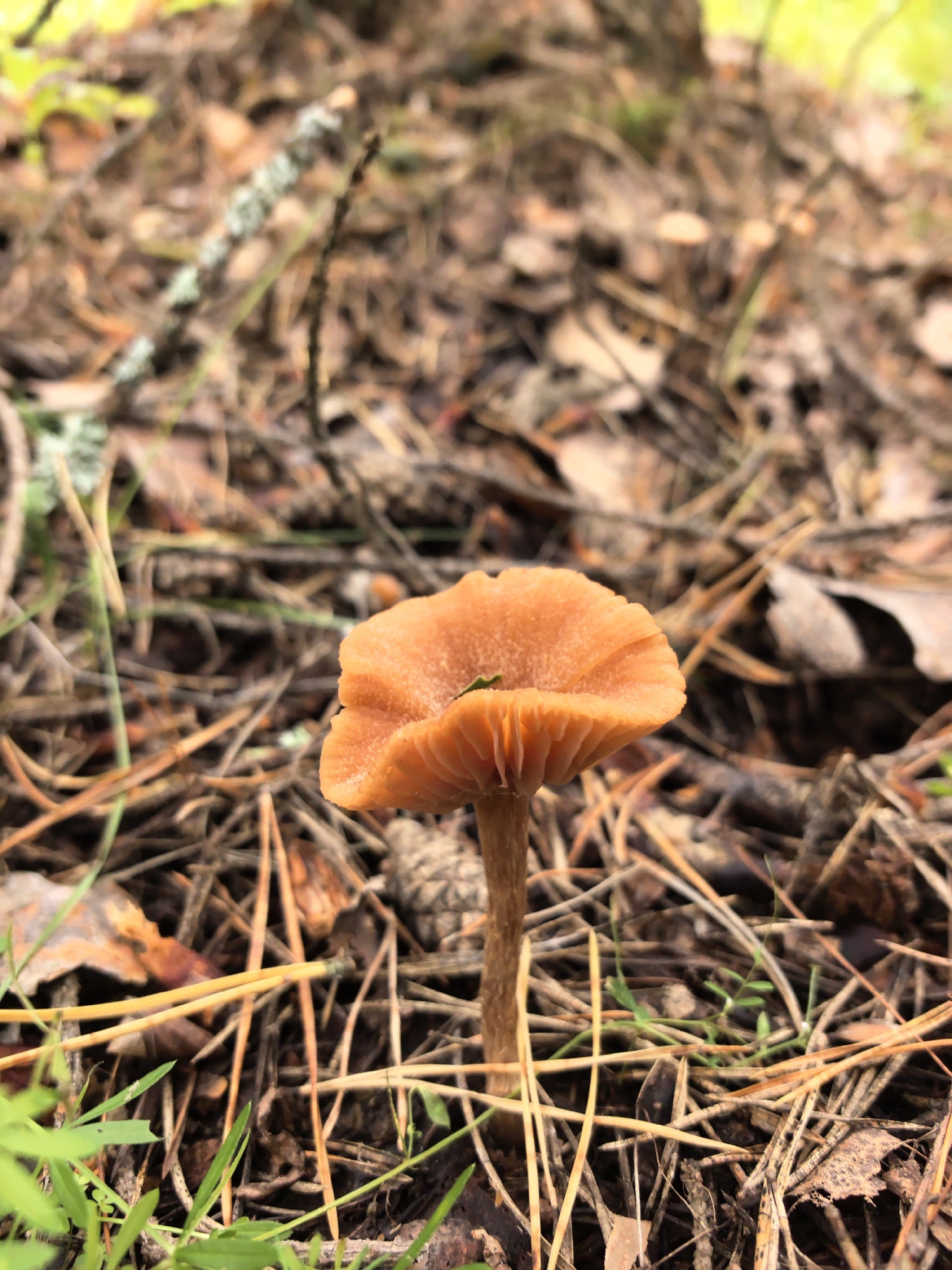 In the city of Gorshki, Russia, a close-up, low-angle shot captures a single, small, orange mushroom growing amidst a forest floor covered with dry pine needles, leaves, and twigs. The mushroom has a flared cap with visible gills underneath and a slender stem. Green blades of grass are present in the foreground, and the background is a blurred expanse of brown forest debris, with hints of green foliage and a lighter area suggesting sunlight. The lighting is natural and diffused, creating a soft focus effect on the scene.