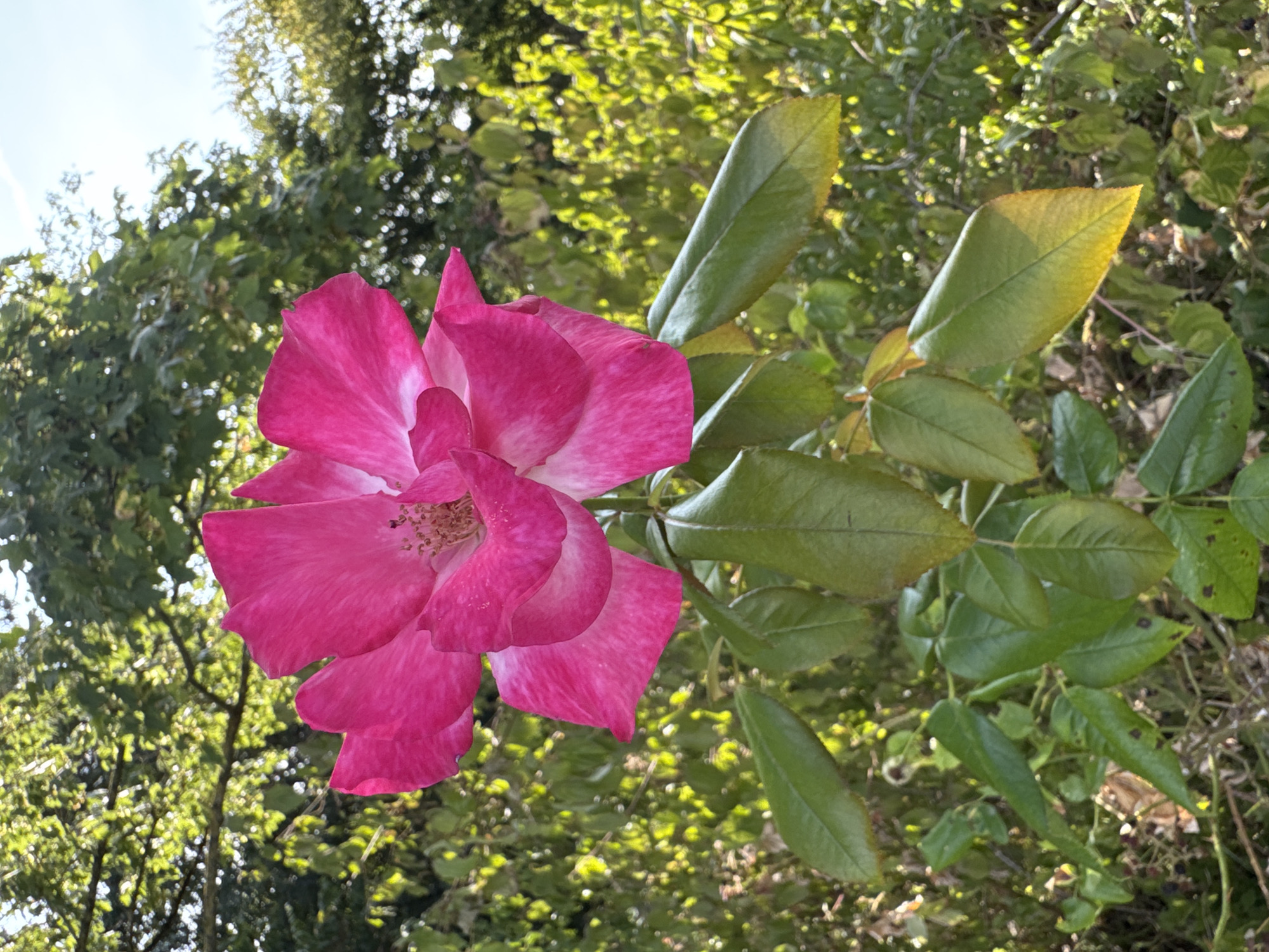 A single vibrant pink rose is in full bloom, facing the viewer. The petals have a delicate gradient, transitioning from a deep fuchsia at the edges to a lighter pink towards the center. The stamen are visible and light brown. The rose is supported by a stem with several green leaves, some of which show signs of yellowing at the tips, suggesting the late stages of summer or early autumn. The background is a soft blur of lush green foliage and trees, bathed in sunlight, creating a dappled effect. The scene appears to be an outdoor garden setting. The image was captured in Saint-Louis, France.