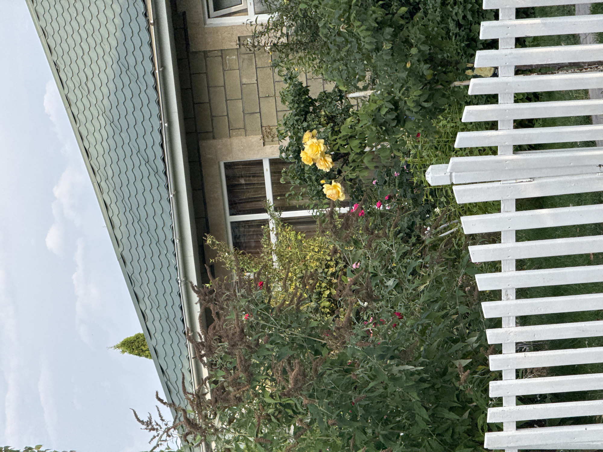 A white picket fence runs horizontally across the lower portion of the image. Behind the fence, lush green foliage, including bushes and trees, is visible. Among the greenery, a cluster of bright yellow roses stands out, with smaller pink and red flowers scattered throughout. In the background, a house with a green, wavy roof and light-colored brick walls is partially visible. A window with white trim is seen on the side of the house. The sky above is a pale blue with scattered white clouds. A single evergreen tree is visible peaking over the roof of the house. The scene appears to be a residential garden in Sary-Oy, Kyrgyzstan.