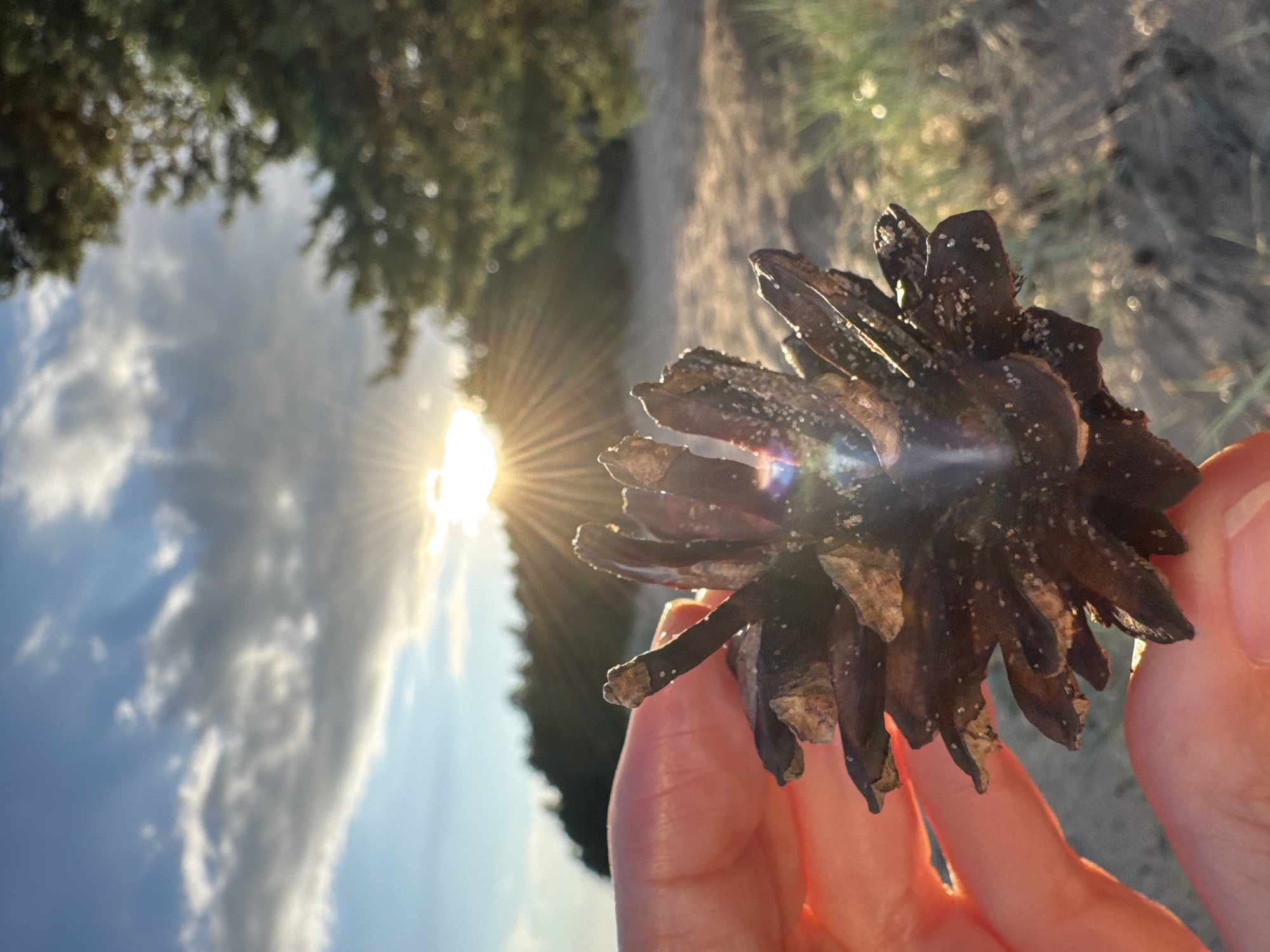 A close-up shot captures a hand holding a pinecone against a backdrop of a sunset. The sun is low on the horizon, casting golden rays through scattered clouds and silhouetting a line of trees in the distance. The pinecone, dark brown and textured, is speckled with light-colored debris. The hand, appearing to be a human hand, is positioned in the lower left of the frame, gently supporting the pinecone. The environment suggests a natural setting, possibly a beach or sandy area, with dry grass and sand visible in the foreground and background. The lighting indicates late afternoon or early evening. The overall impression is one of a serene, natural moment captured at sunset.