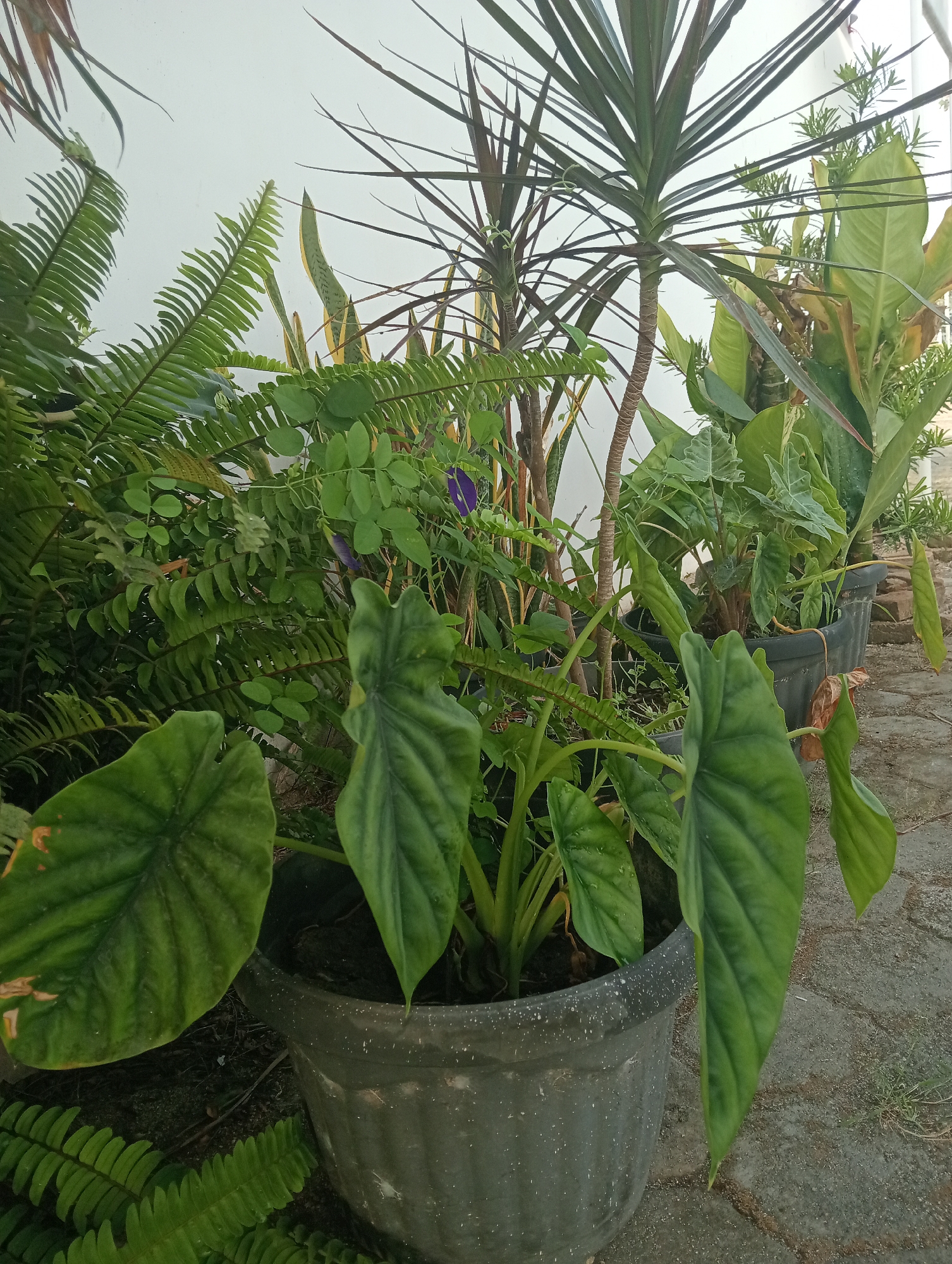 An outdoor, medium-shot photograph shows a collection of potted plants situated against a white wall. In the foreground, two large, dark grey plastic pots contain lush green foliage. The pot on the left is partially obscured by its own leaves, while the pot on the right features large, heart-shaped leaves with prominent veins. Behind these, a variety of other plants are visible, including ferns with intricate fronds, snake plants with striped leaves, and a palm-like plant with long, slender, dark leaves. A few small, purple flowers can be seen peeking through the greenery. The plants are arranged on a paved surface, possibly a patio or walkway, made of grey interlocking stones, with patches of dry grass interspersed. The lighting suggests it is daytime, possibly overcast, as indicated by the soft light and lack of strong shadows. The overall impression is one of a well-maintained, urban garden or patio area in Sidoharjo, Indonesia.