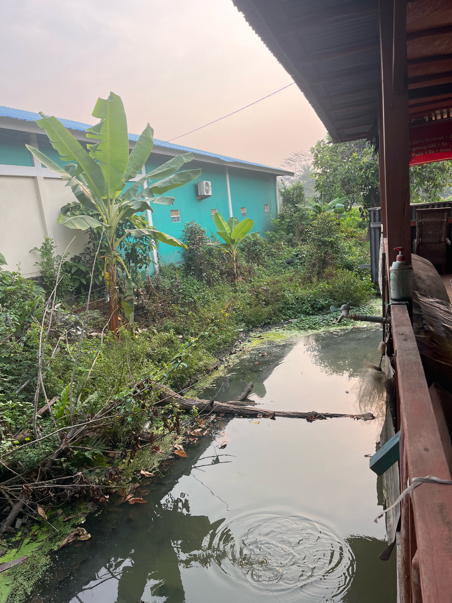 This is a photograph of a canal in Kayu Agung, Indonesia, with vegetation growing along its banks and a building in the background. A wooden structure extends into the frame from the right, and a banana tree is prominently featured on the left bank. The water in the canal is murky and covered with green algae in some areas. There are fallen leaves and branches floating on the surface. The sky is overcast and hazy, suggesting early morning or late afternoon light. A faucet is visible on the bank, connected to the wooden structure.