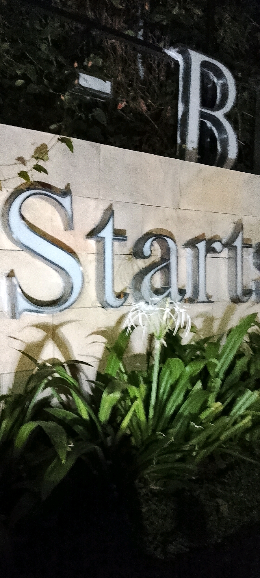 In the city of Satriamekar, Indonesia, a sign with the word "Starts" is mounted on a stone wall. The letters are large, three-dimensional, and appear to be made of a reflective material. Above "Starts", in the upper portion of the image, another sign is visible, with the letters "-B" also appearing to be reflective. The sign is set against a backdrop of dark foliage. In front of the "Starts" sign, a white spider lily is in bloom, surrounded by lush green leaves. The lighting suggests it is nighttime, with artificial light illuminating the signs and the flower. Shadows from the plants are cast onto the wall behind them.