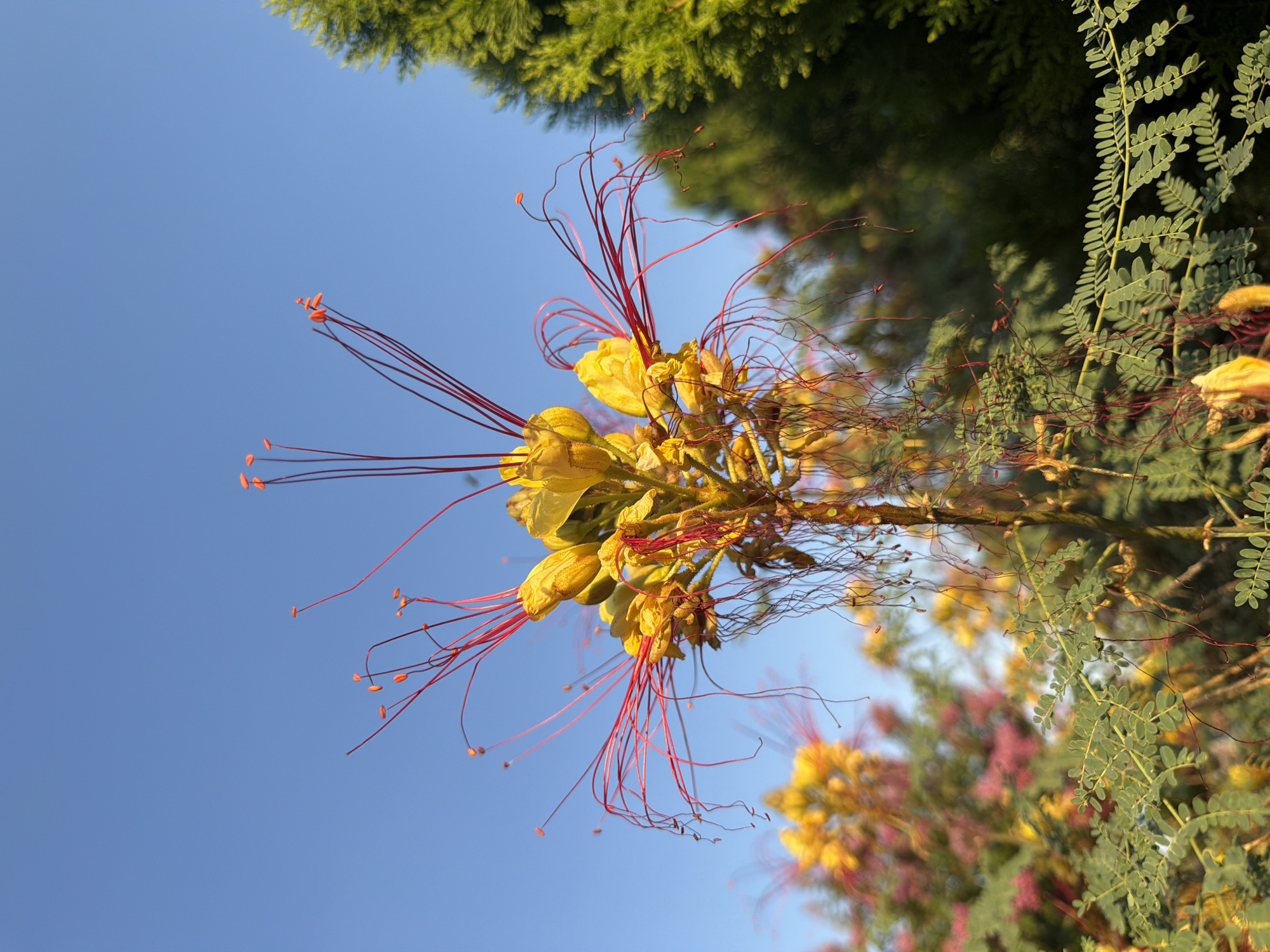 A low-angle, close-up shot captures a vibrant yellow flower with long, thin red stamens extending outwards against a clear blue sky. The flower is the focal point, with its intricate details of petals and stamens in sharp focus. In the background, other yellow and pink flowers and green foliage are visible, suggesting a garden or park setting. To the right, the textured green needles of a conifer tree add another layer of depth to the scene. The lighting suggests it is daytime, likely morning or late afternoon due to the warm tones on the flower. There are no people or animals present in the image. The image is not specific to Generalovo, Bulgaria, as no geographical markers are visible.