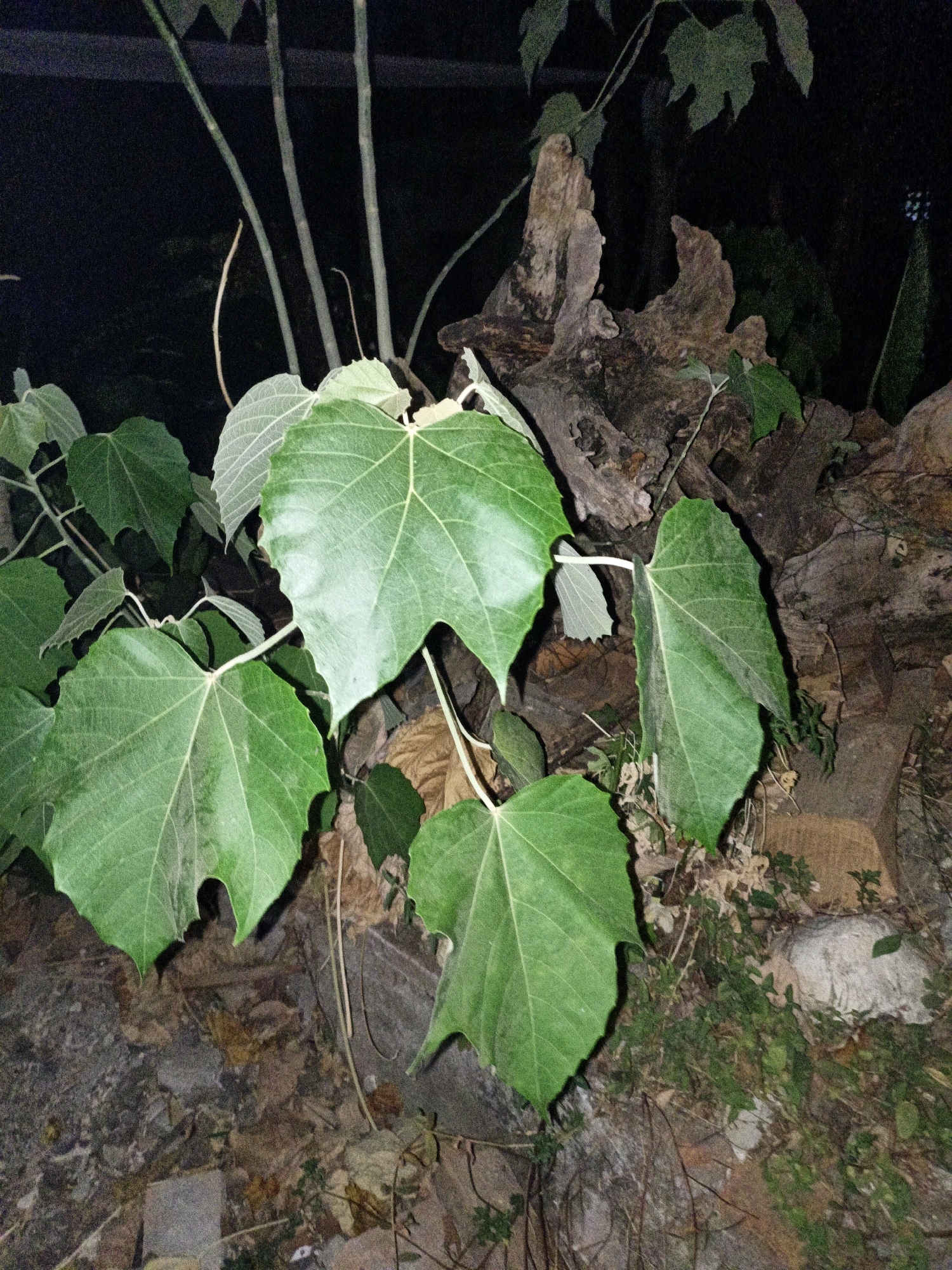 This image shows large green leaves of a plant in the city of Cikal, Indonesia. The plant appears to be growing near a weathered, brown log and a dark, possibly tree bark-covered background. The lighting suggests it may be nighttime or a very dimly lit area. The leaves are broad with visible veins and serrated edges, and some appear to be slightly curled. The ground beneath is covered with smaller leaves, twigs, and some rocks.