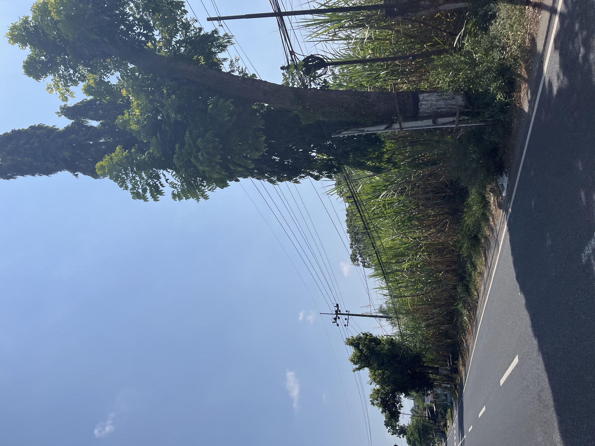 This is a roadside scene in Purworejo, Indonesia, under a clear blue sky with scattered white clouds. A paved road runs from the left to the right of the frame, with a white line marking the center and a white line delineating the right edge. The road surface is dark asphalt with tire marks visible. To the right of the road, a dense growth of tall, green, reed-like plants, possibly sugarcane, lines the edge. Behind these plants, a very tall, mature tree with dark bark and lush green foliage dominates the right side of the image. The tree's trunk is thick and textured. Electrical wires are strung across the scene, supported by utility poles and running near the tree. In the distance on the left, a few buildings and more trees are visible along the side of the road. The overall impression is of a rural or semi-rural roadside environment.