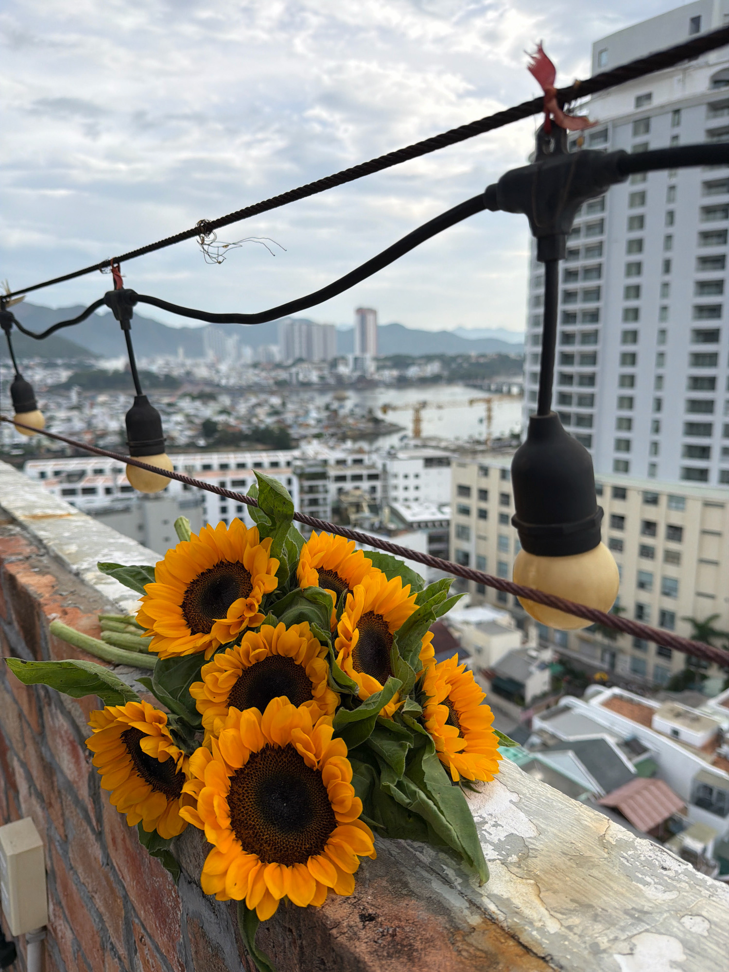 A bouquet of sunflowers rests on a weathered ledge overlooking a city skyline in Nha Trang, Vietnam. The sunflowers, with their vibrant orange petals and dark centers, are positioned in the foreground, partially obscuring the view of the city. In the background, numerous buildings of varying heights stretch towards a hazy horizon, indicative of urban development. A string of black wires with exposed bulbs runs across the upper portion of the frame, a common feature in outdoor lighting arrangements. The sky above is overcast, with diffused light suggesting a cloudy or early morning condition. The ledge itself appears to be constructed of brick and concrete, showing signs of age and wear. The overall scene captures a juxtaposition of natural beauty and urban landscape.