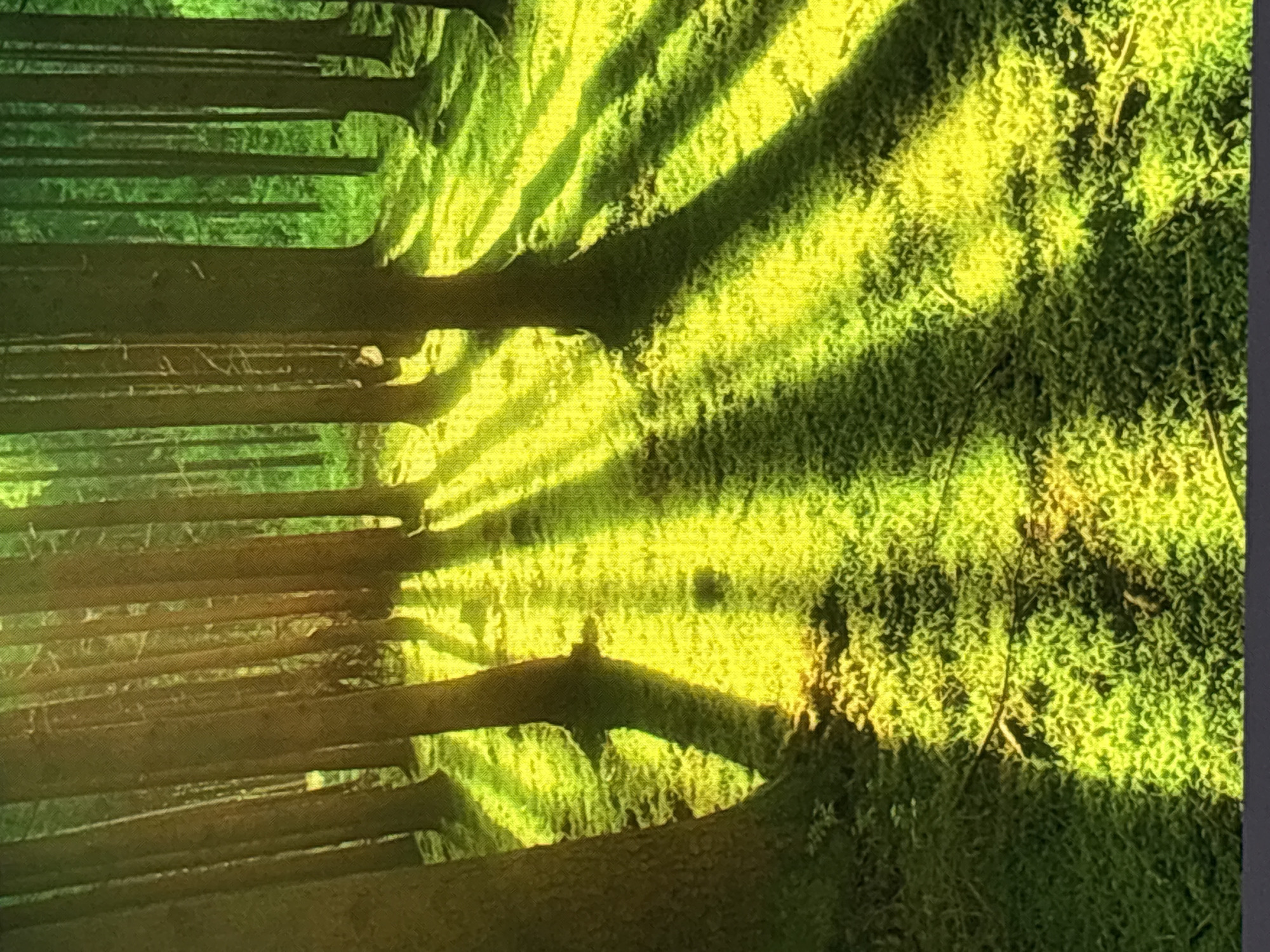 The image depicts a sun-dappled forest floor covered in vibrant green moss. Tall, slender trees with dark bark are sparsely distributed, creating distinct shadows that stretch across the ground. Sunlight filters through the canopy, casting strong, diagonal beams of light that illuminate patches of the mossy terrain. The overall impression is one of natural tranquility. This scene is consistent with the natural landscapes found in Sofia, Bulgaria, potentially in an area like Vitosha Mountain or one of the city's larger parks, such as Borisova Gradina, which features wooded areas. There are no people or identifiable objects indicating urban structures.