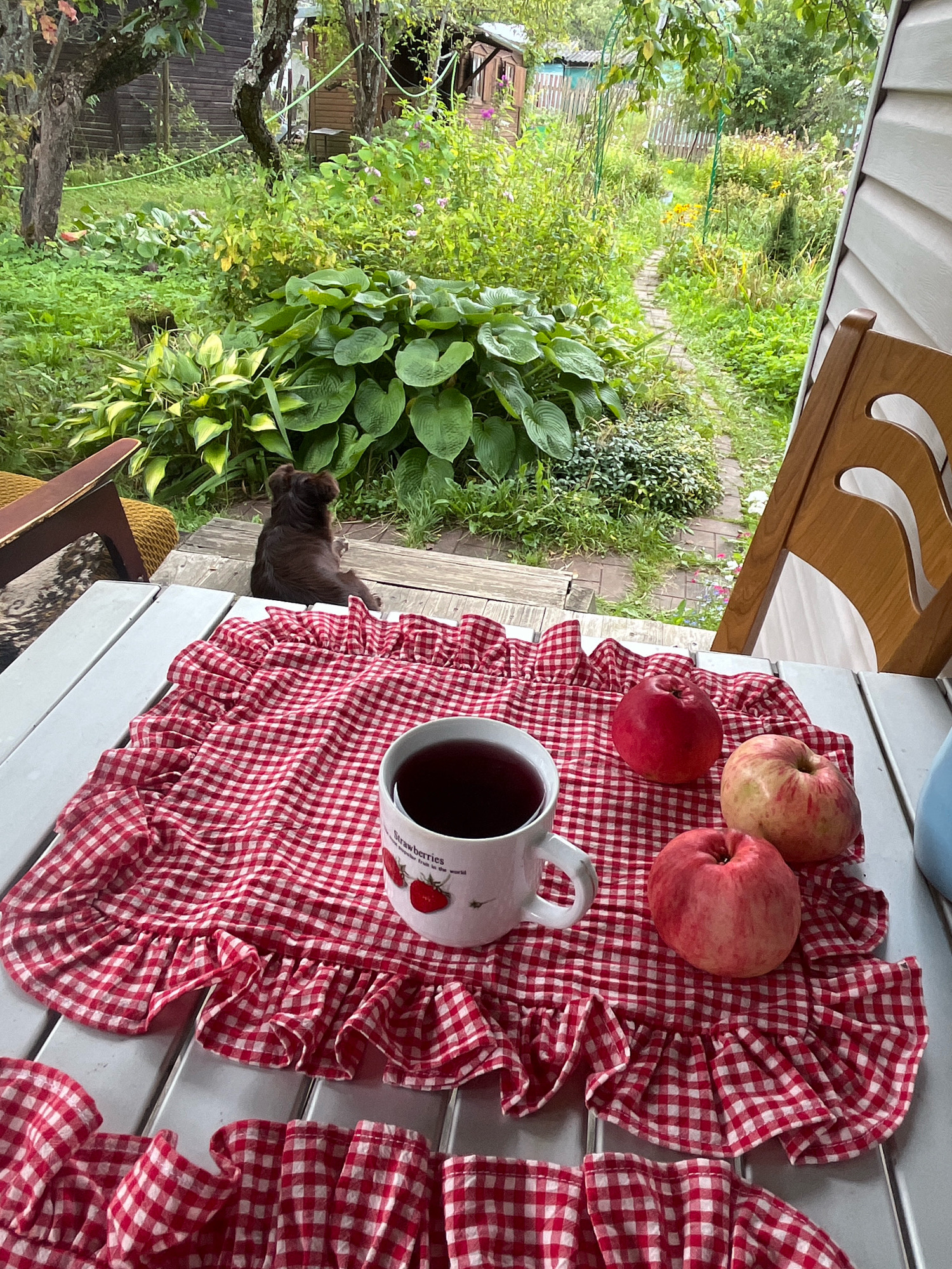 A dark brown dog sits on a wooden porch facing a garden path. In the foreground, a white mug filled with dark liquid sits on a red and white checkered placemat with ruffled edges. Three apples are placed around the mug on the placemat. A wooden chair is visible to the right, and the porch railing is to the right of the image. The garden is lush with green foliage and flowers, and a wooden fence is visible in the background. The location is Красная Пресня Снт, Russia.