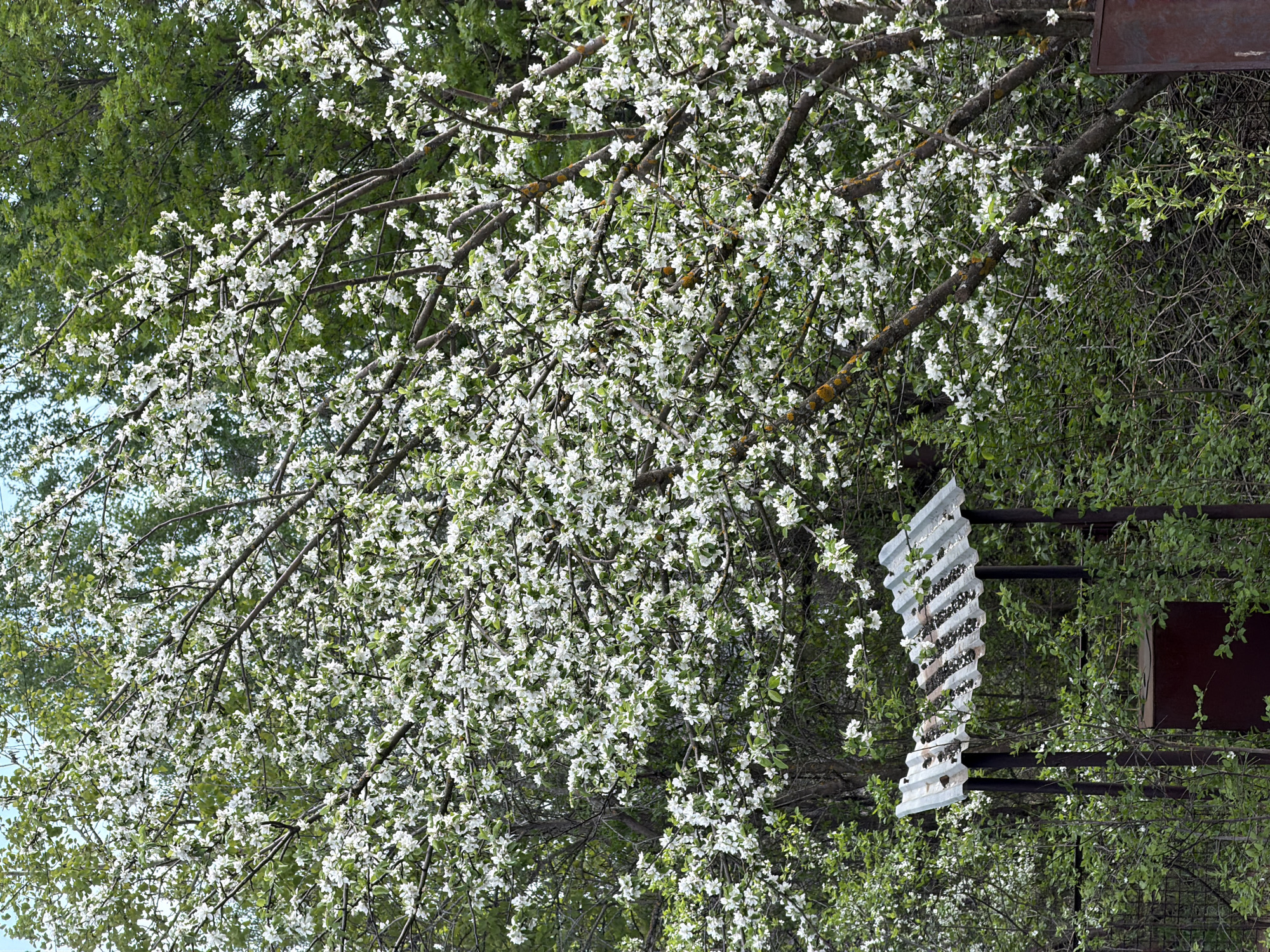 The image shows a flowering tree in full bloom, with its branches covered in small white flowers. The tree partially obscures a metal structure consisting of a corrugated sheet mounted on a frame of metal bars. Behind the tree and structure is a dense background of green foliage from other trees and bushes. The location appears to be outdoors in a natural or semi-natural setting, although there is no explicit visual confirmation to verify this image was taken in Plamya, Russia.