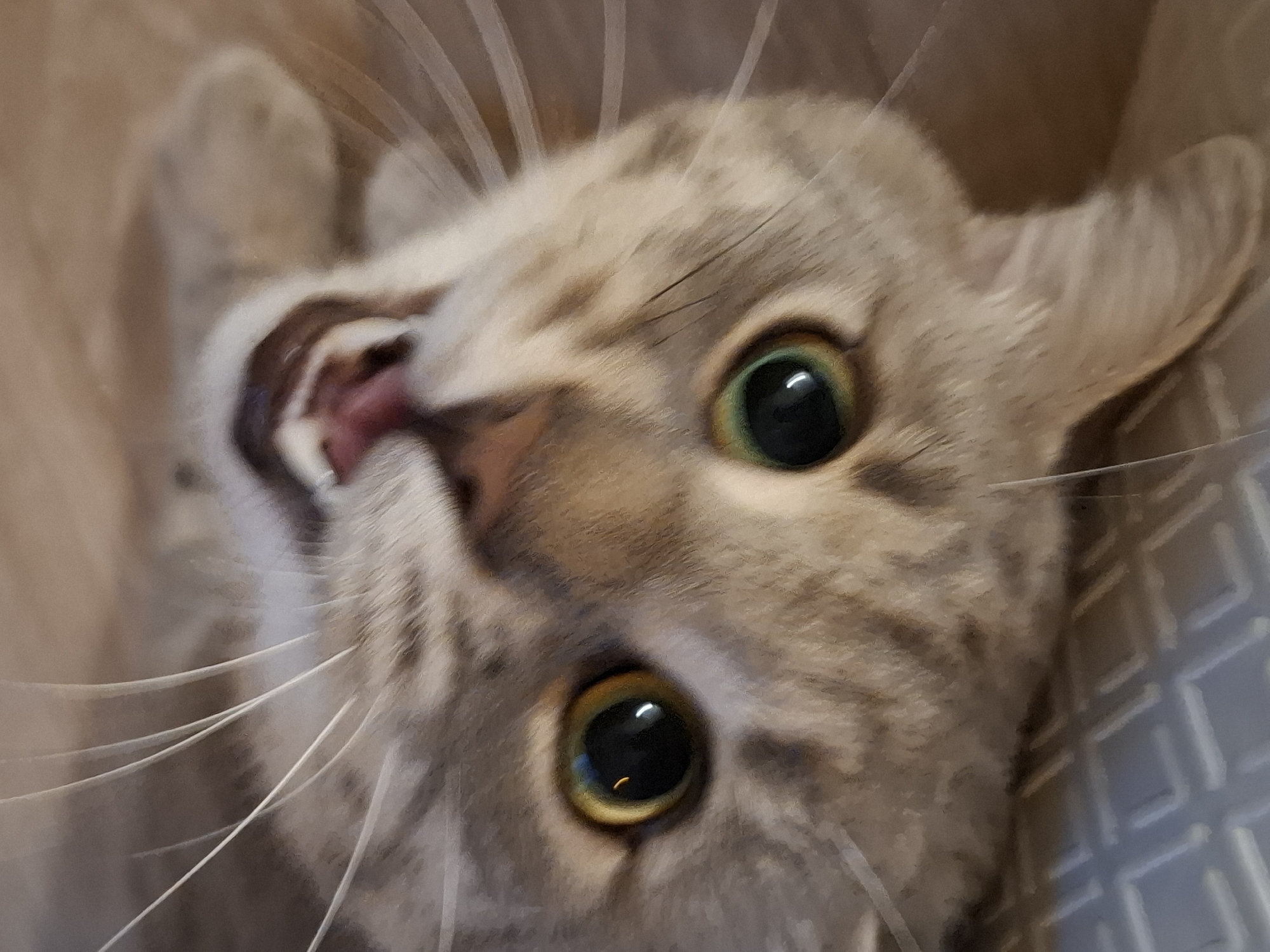 A close-up, upside-down shot shows the face of a light brown tabby cat. Its eyes are large and round with green irises and black pupils. The cat's mouth is slightly open, revealing its pink tongue. The background is a soft, blurry brown. The image was captured on a flat surface with a subtle diamond pattern, possibly a mat or a textured floor. There are no people or identifiable landmarks of Zemun Urban Municipality, Serbia visible in this image.