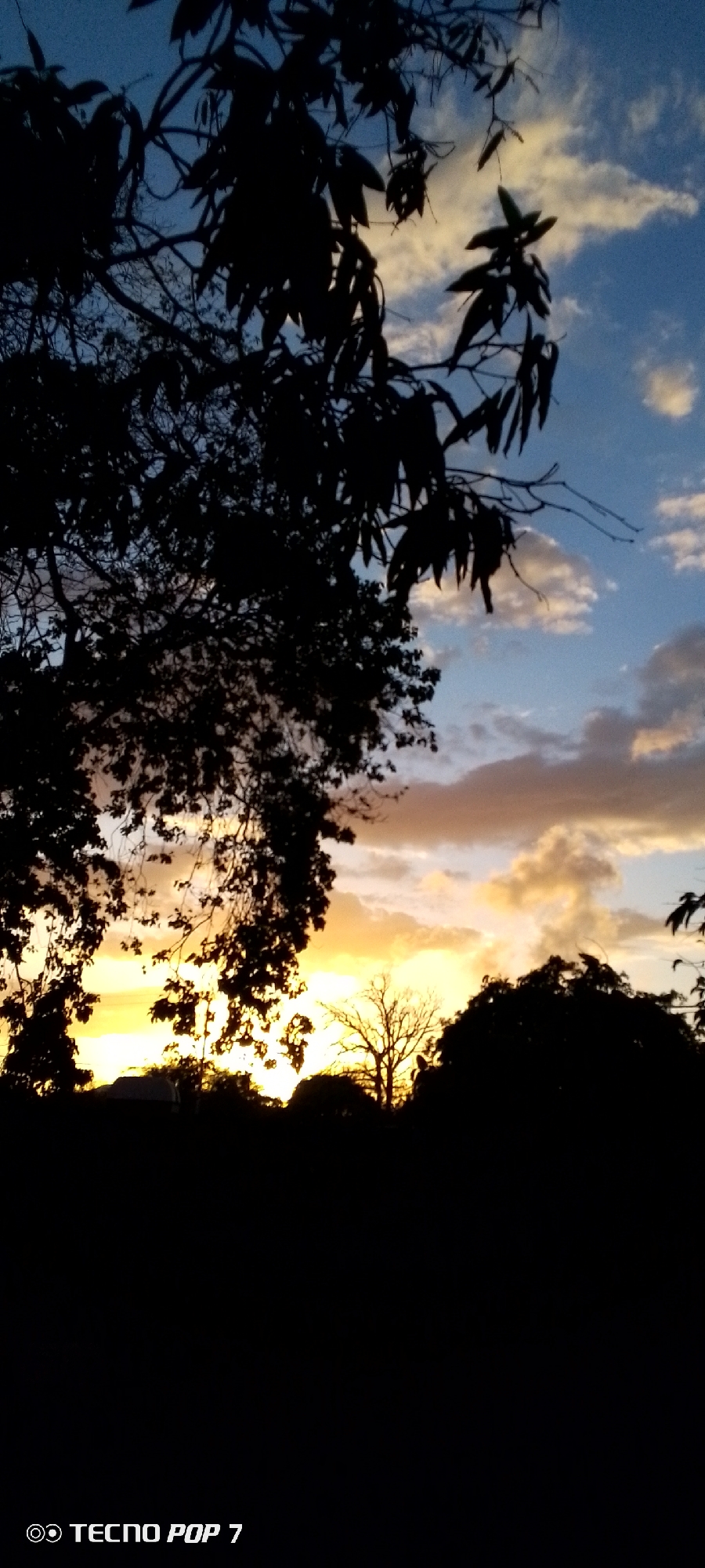The image depicts a sunset scene with silhouettes of trees in Altagracia, Venezuela. The sky transitions from blue at the top to orange and yellow near the horizon, with scattered clouds. Silhouetted trees occupy the foreground, obscuring the ground. At the bottom of the image, the text "TECNO POP 7" is visible. No people are visible.