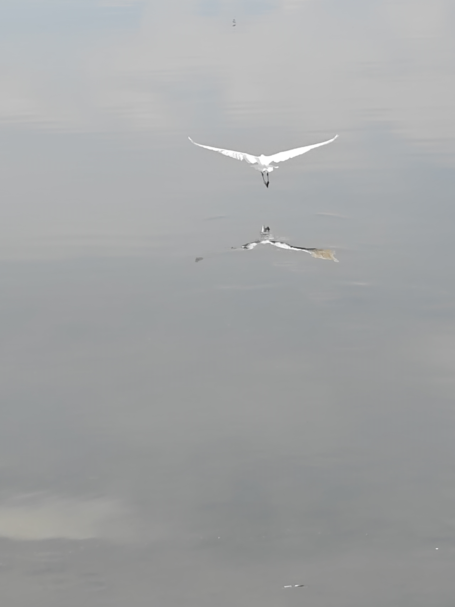 A white bird with spread wings is flying above a body of water, its reflection visible on the water's surface. There is a smaller bird in the background, and the water surface is mostly still. It is difficult to determine the precise location in the city of Lhokseumawe, Indonesia, based on the image alone.