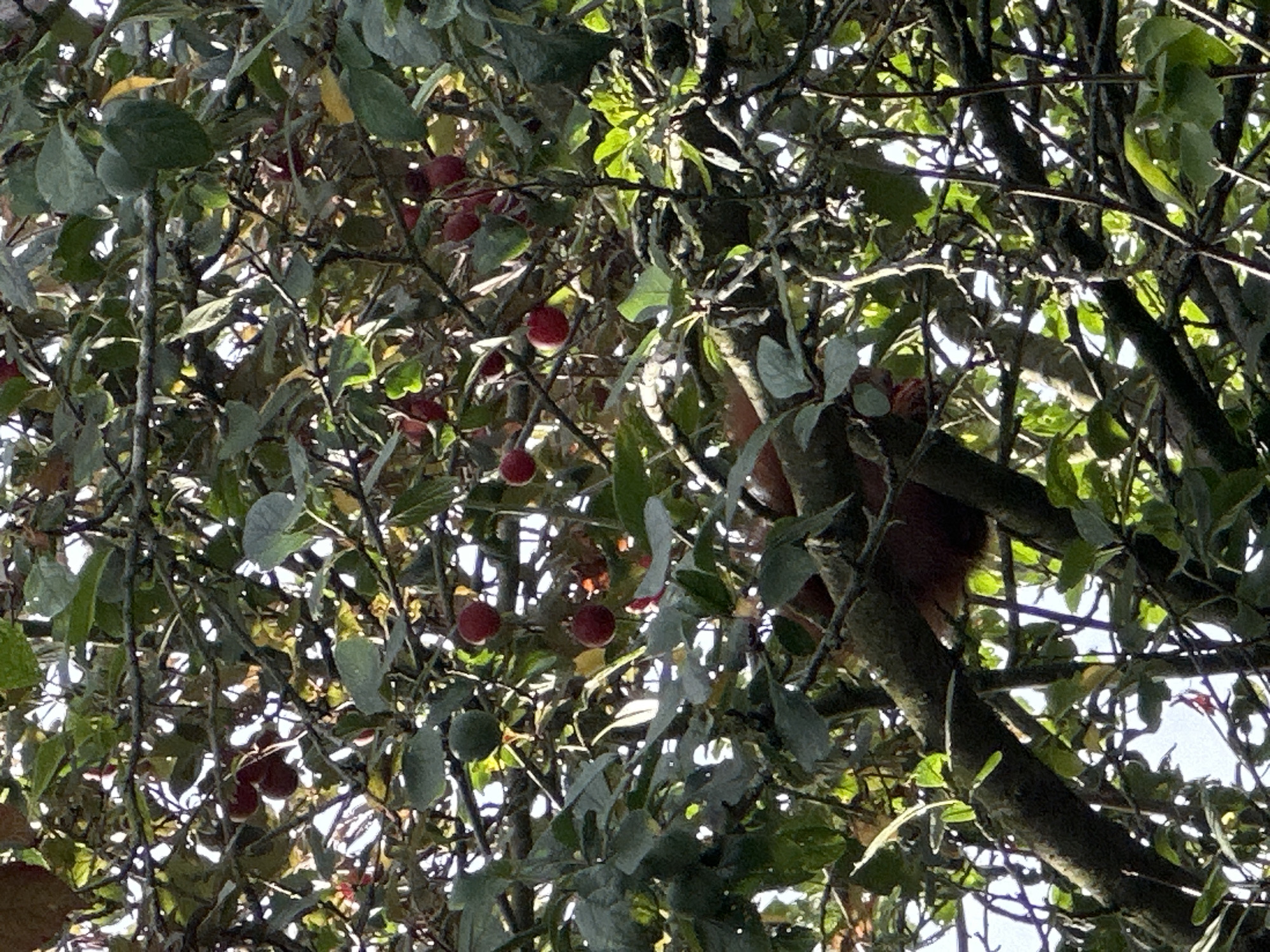 The image shows a close-up view of a tree with ripe, red berries hanging from its branches. The leaves of the tree are a mix of green and yellow, suggesting it is autumn. A squirrel with reddish-brown fur is partially visible, clinging to a branch in the center of the frame, its body mostly obscured by the foliage. The background is a bright sky, indicating it is daytime. The scene appears to be from a natural setting, possibly a park or garden in Krefeld, Germany.