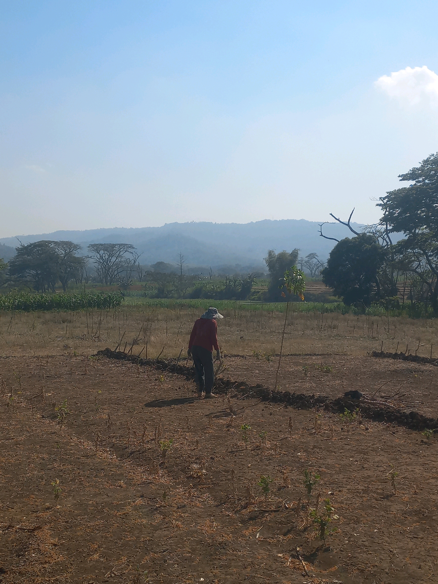 A person wearing a hat, red shirt, and dark pants walks through a dry, tilled field with sparse vegetation. The field is in the foreground, with the person moving away from the viewer towards the background. In the middle ground, there are rows of green crops, possibly corn, and several trees. The background features a hazy landscape of rolling hills and more trees under a light blue sky with a few wispy clouds. The image captures a rural scene, likely in a warm climate, with evidence of agricultural activity. The location is identified as Baturetno, Indonesia.