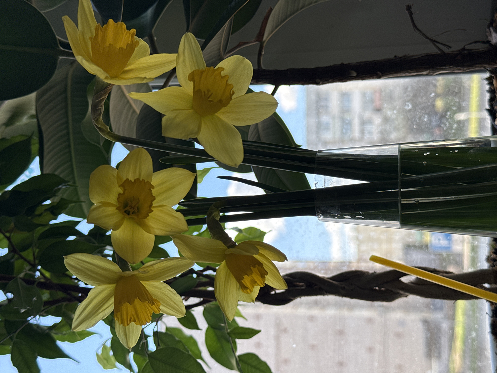 The image shows a bouquet of yellow daffodils in a clear glass vase, set against a window with a cityscape visible outside. The vase holds multiple stems, their leaves submerged in water. The flowers are the focal point, their yellow petals and trumpet-shaped centers prominently displayed. The leaves of other plants are visible in the foreground. A braided structure is visible in front of the window. The cityscape visible through the window suggests an urban setting. There is a yellow object on the braided structure. The location of Chaikovsky, Russia, is provided, though not verifiable from the image alone.