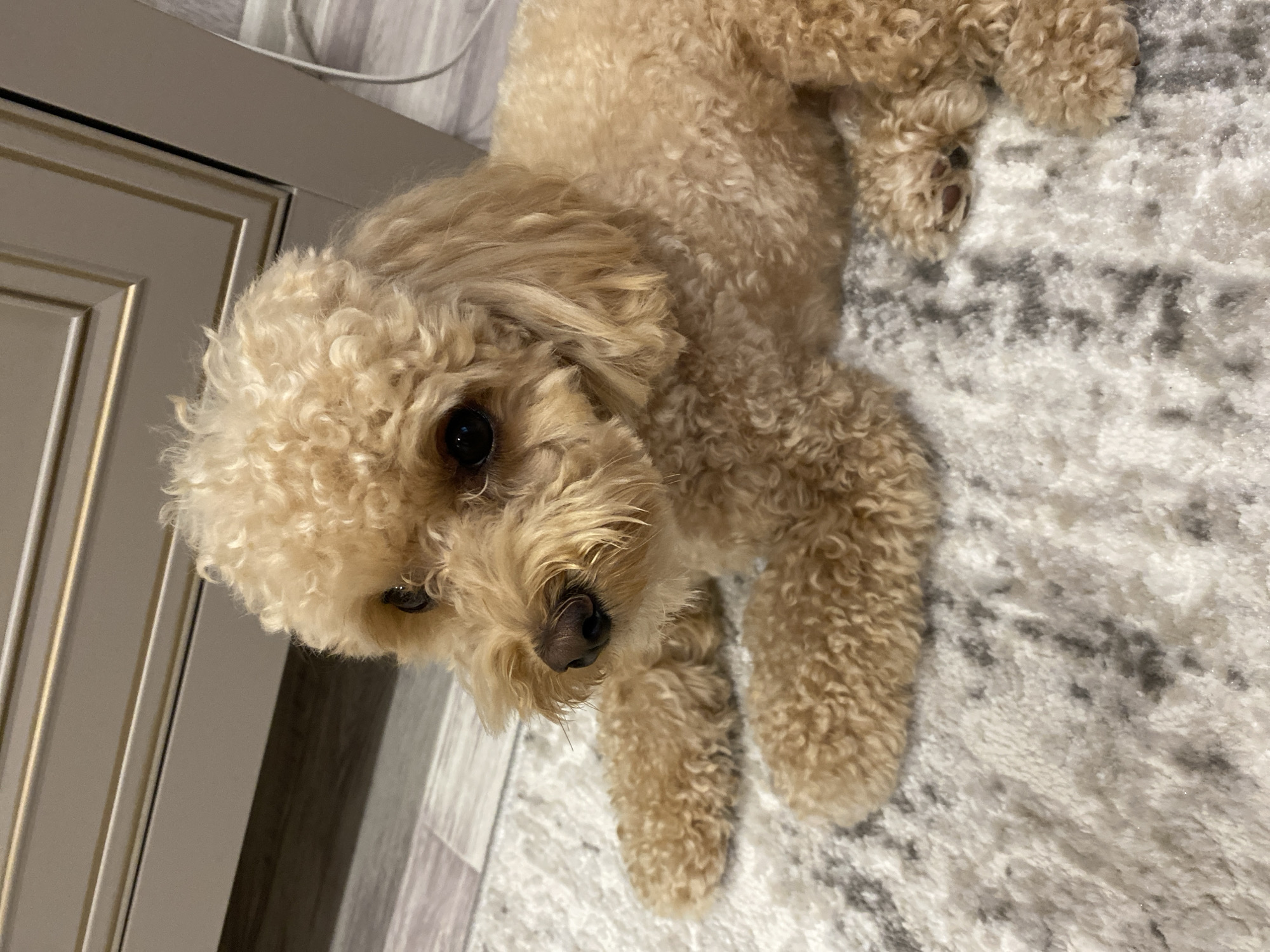 A light brown toy poodle is lying on a rug indoors. The dog is facing left with its head turned slightly towards the viewer. Its fur is curly and appears to be freshly groomed. The background shows a floor with wood-like tiles and a piece of furniture with a light brown finish and gold accents. There are no people visible in the image. The lighting appears to be artificial, possibly from an overhead light or a lamp. The image was taken in Cherepovets, Russia.