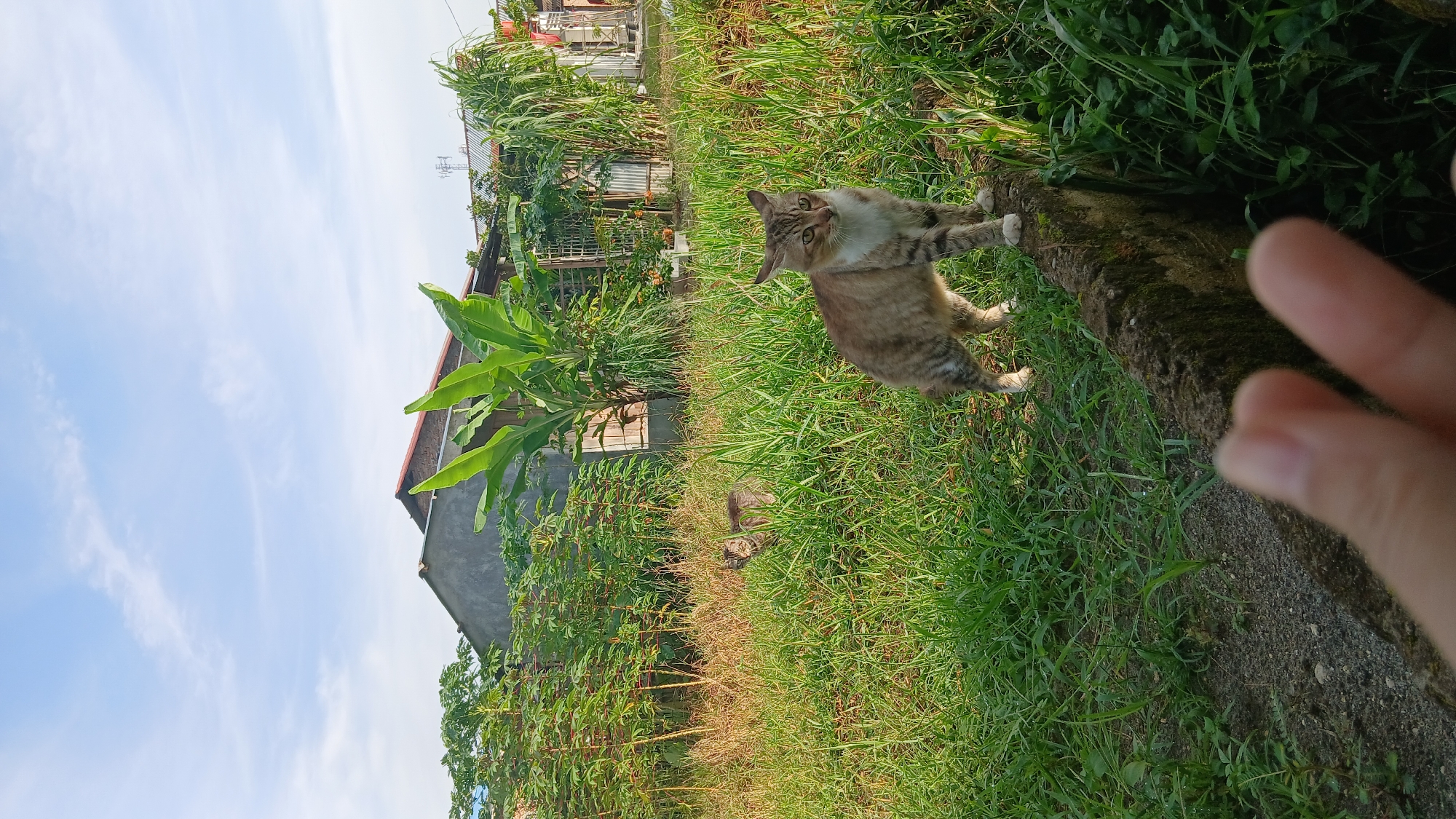 A tabby cat stands on a moss-covered concrete ledge in a grassy area. The cat is facing left, with its tail curled and its gaze directed toward the left of the frame. Another tabby cat is visible in the background, partially obscured by tall grass, also facing left. The environment is a residential area with a house and vegetation, possibly in Klambir Lima Kebun, Indonesia. The sky is blue with scattered clouds. A human hand, out of focus, is in the foreground, partially obscuring the bottom of the image.