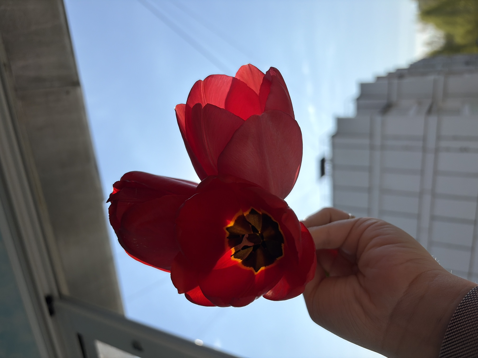 A close-up shot shows a hand holding two red tulips against a bright, slightly hazy sky. The tulips are in full bloom, with the light shining through the petals, highlighting the inner structure and contrasting with the dark center of the lower bloom. The hand holding the flowers is visible from the wrist up, showing a light skin tone and wearing a patterned sleeve. The background includes architectural structures, with a staircase-like structure visible on the right, and window frames on the left. Based on this assessment, it's difficult to positively identify this location is Chaikovsky, Russia. The background features do not obviously corroborate this location based on public information.