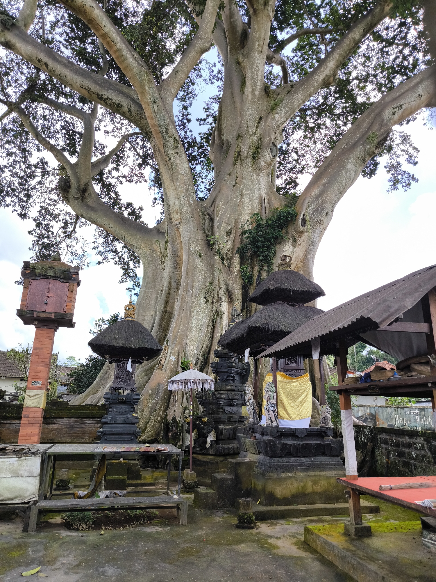 This image shows a religious site in Tua, Indonesia. A massive tree dominates the background. In front of the tree are several shrines and structures: a red brick pillar with a cabinet, a multi-tiered shrine with a thatched roof and a yellow cloth draped over it, a table-like structure, and a shelter with a corrugated roof. An umbrella stands near one of the shrines. The ground is covered in moss and appears damp. The setting suggests a blend of nature and cultural significance. There are no people visible in the image.