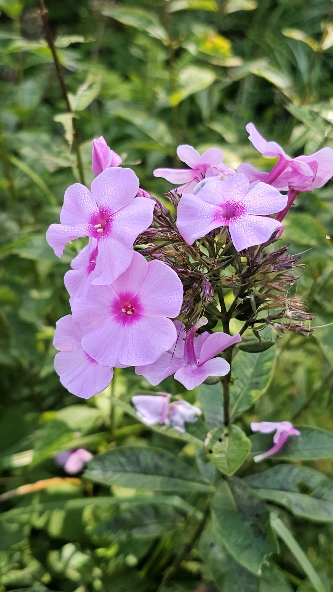 The image shows a cluster of light pink phlox flowers in bloom. The flowers have five petals each and are covered in tiny water droplets. Some of the flowers are in focus, while others are blurred in the background. The background consists of green foliage, suggesting an outdoor setting. The flowers are arranged on a central stem, with some buds and dried flower remnants also visible. The scene is set in an outdoor garden or natural environment. Based on the provided context, this scene is located in Юбилейное Снт, Russia. There are no people or animals visible in the image.