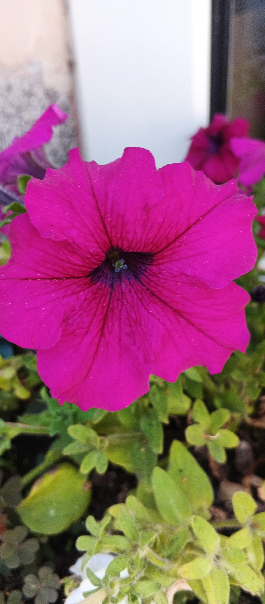 The image is a close-up, vertical shot of a vibrant fuchsia petunia flower. The flower's petals are a deep, rich pink with darker veins radiating from the dark purple center. The center of the flower appears to have some small, light blue stamen visible. The flower is in focus, and its surface shows a slight sparkle, possibly due to water droplets or dew. Around the base of the petunia, there are blurred green leaves and some clover-like plants. In the background, out of focus, are hints of other fuchsia flowers and a plain, light-colored wall or structure. The lighting suggests it is daytime, possibly with indirect sunlight. The image does not contain any identifiable landmarks that would specifically place it in Berehove, Ukraine. There are no people or actions depicted in the scene.