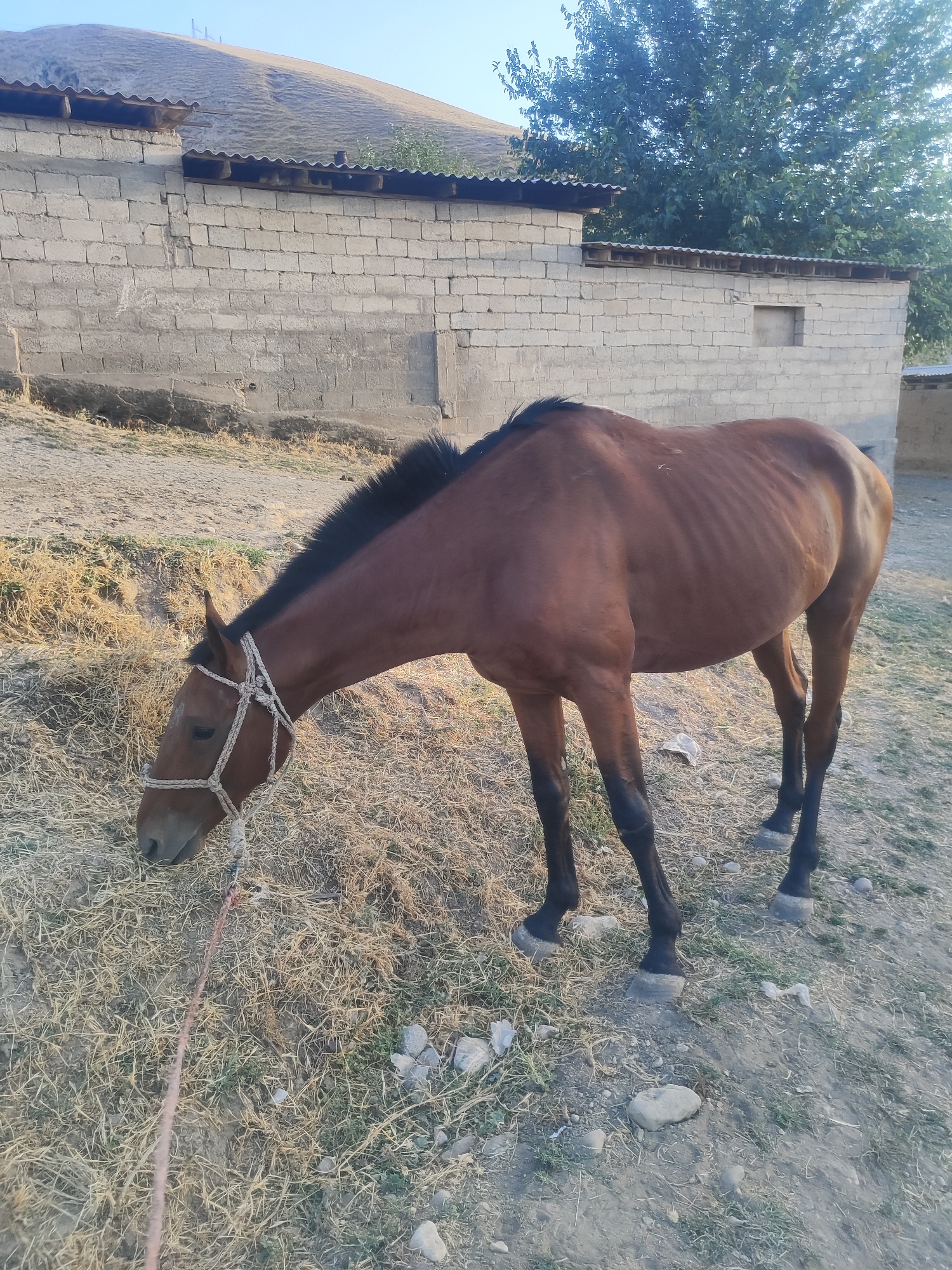 A thin, brown horse with black legs and mane is grazing on dry grass in what appears to be a rural or semi-rural area. The horse is wearing a simple rope halter. In the background, there is a low, brick building with a corrugated metal roof. A dusty, uneven ground covers the area where the horse is standing. A gentle slope rises behind the building, topped with sparse vegetation and a clear sky. The overall scene suggests an outdoor setting in the city of Sultonobod, Tajikistan, likely during daylight hours.