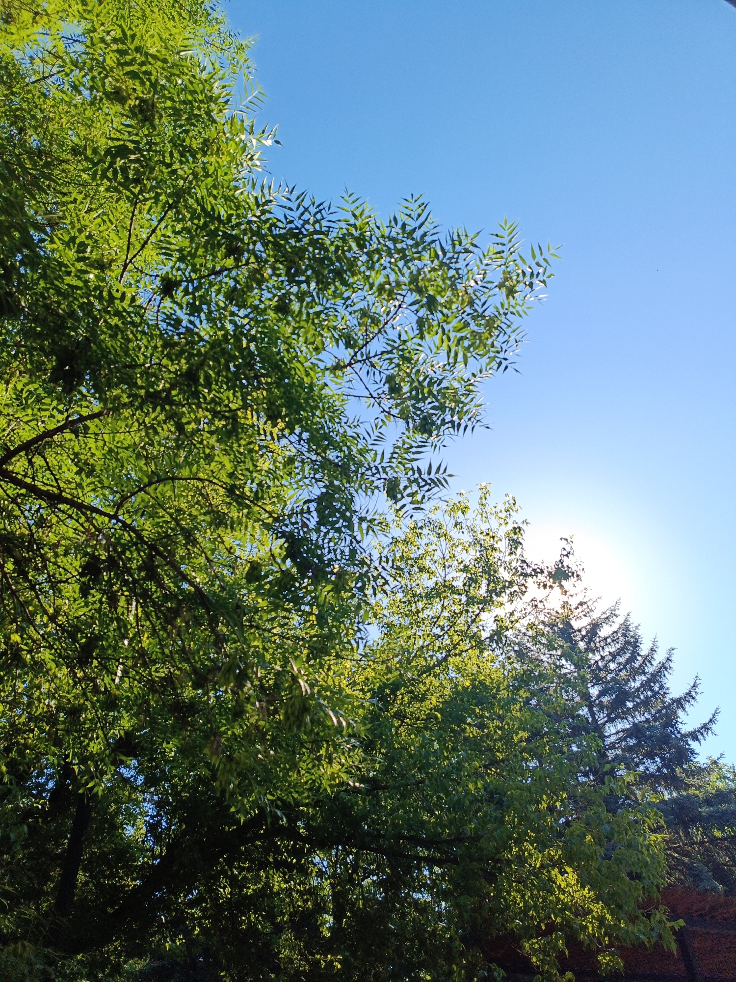 The image displays a clear blue sky with the sun shining brightly. In the foreground, lush green trees fill the frame, with sunlight filtering through their leaves, creating dappled patterns. Towards the right side of the image, the silhouette of a coniferous tree is visible against the sky. The scene appears to be an outdoor natural setting, possibly a park or a wooded area. There are no people or discernible man-made structures visible in the image. The setting suggests a daytime scene in a location with abundant vegetation and clear weather.