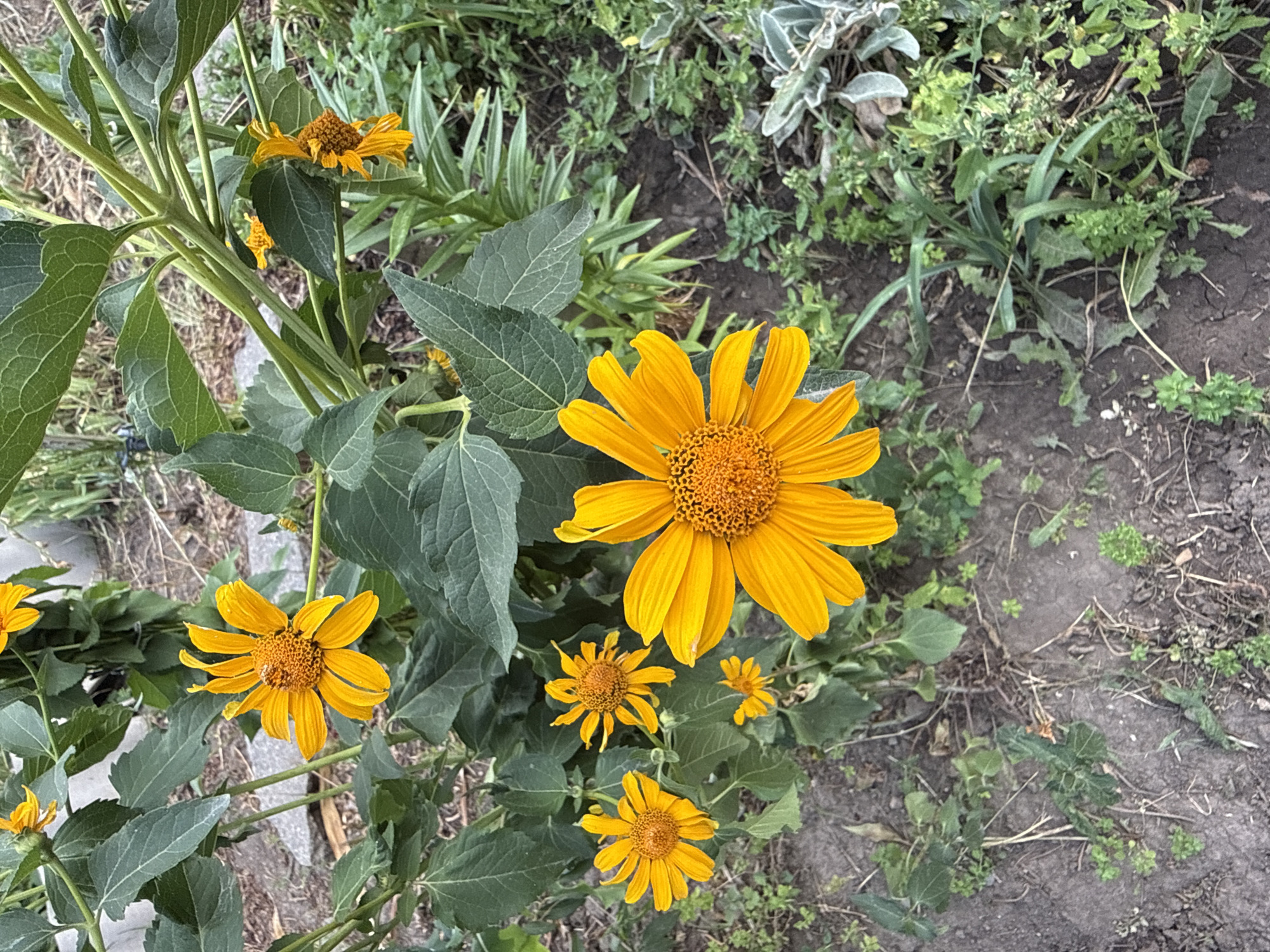The image shows a close-up, overhead view of a plant with several bright yellow flowers in bloom. The flowers have daisy-like petals and textured, orange-brown centers. Some of the flowers are fully open, while others are still developing or slightly wilting. The plant has large, dark green leaves and thick, green stems.
The flowers are set against a backdrop of dirt and various green plants and weeds. The ground appears dry and is composed of soil, small stones, and dried organic matter. Some of the surrounding greenery is sparse, allowing the soil to be visible.
There are no people or animals clearly visible in the image. The lighting suggests it is daytime, likely with ample sunlight, though no direct shadows are prominent enough to indicate the precise time of day. The overall impression is a natural, outdoor setting, possibly a garden or a wild area with cultivated plants. The image does not contain any visible text. The location context is Tekeli, Kazakhstan.