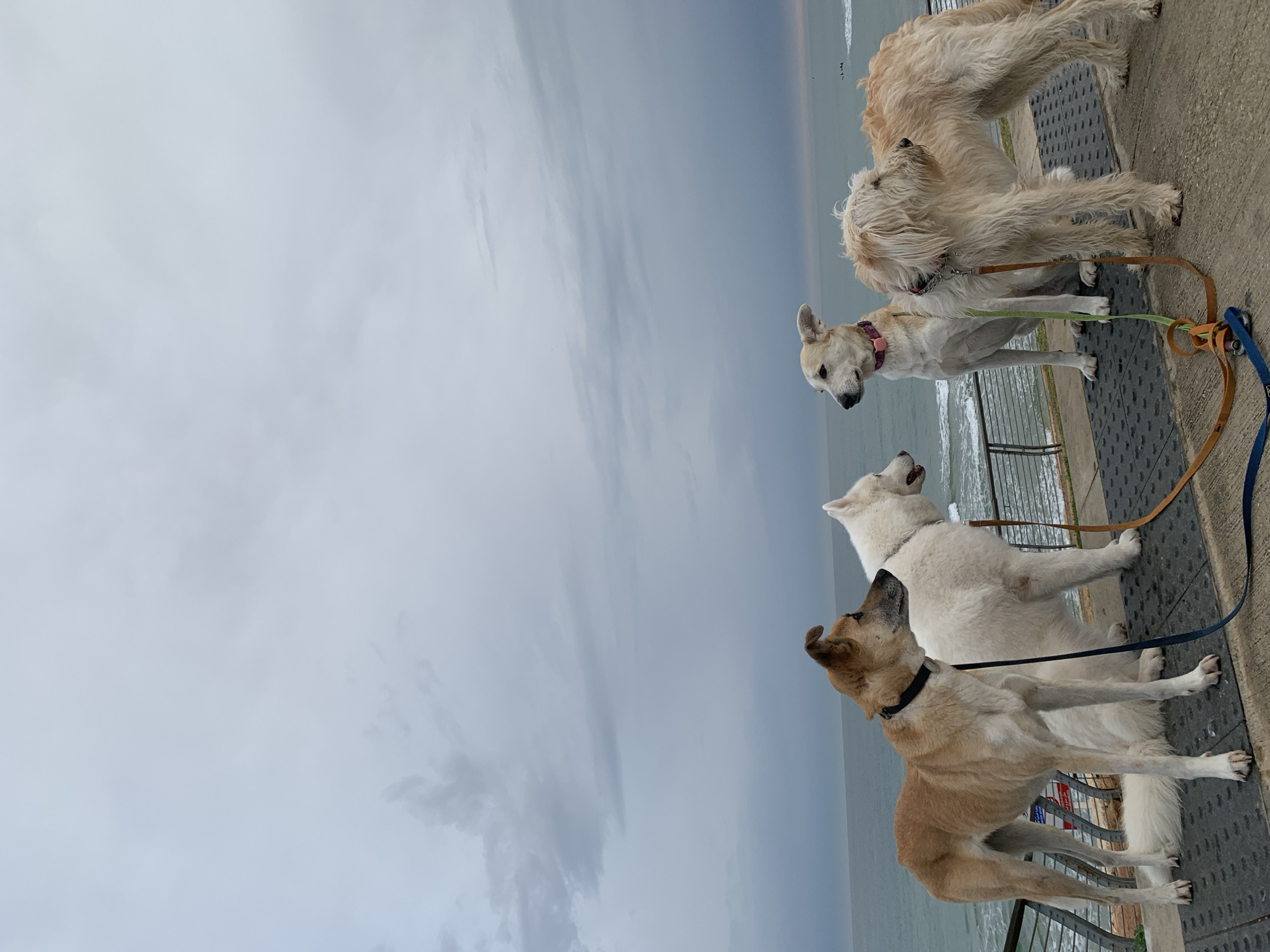 The image shows four dogs on leashes standing on a walkway along the coast. The walkway appears to be adjacent to a beach. The dogs vary in color from tan to white. The sky is overcast. The scene seems to be a coastal area with a beach in the background. The city of Tel Aviv, Israel is not explicitly confirmed in the image.