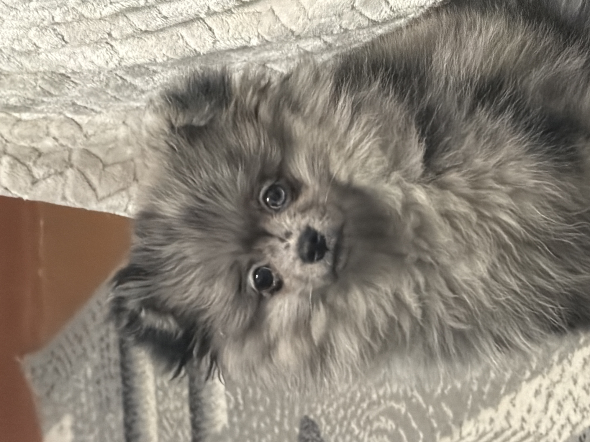 A gray, fluffy dog is lying on a patterned, white blanket. A plain orange wall is visible in the background. The location is unknown, and there is no verifiable information regarding Chaikovsky, Russia.
