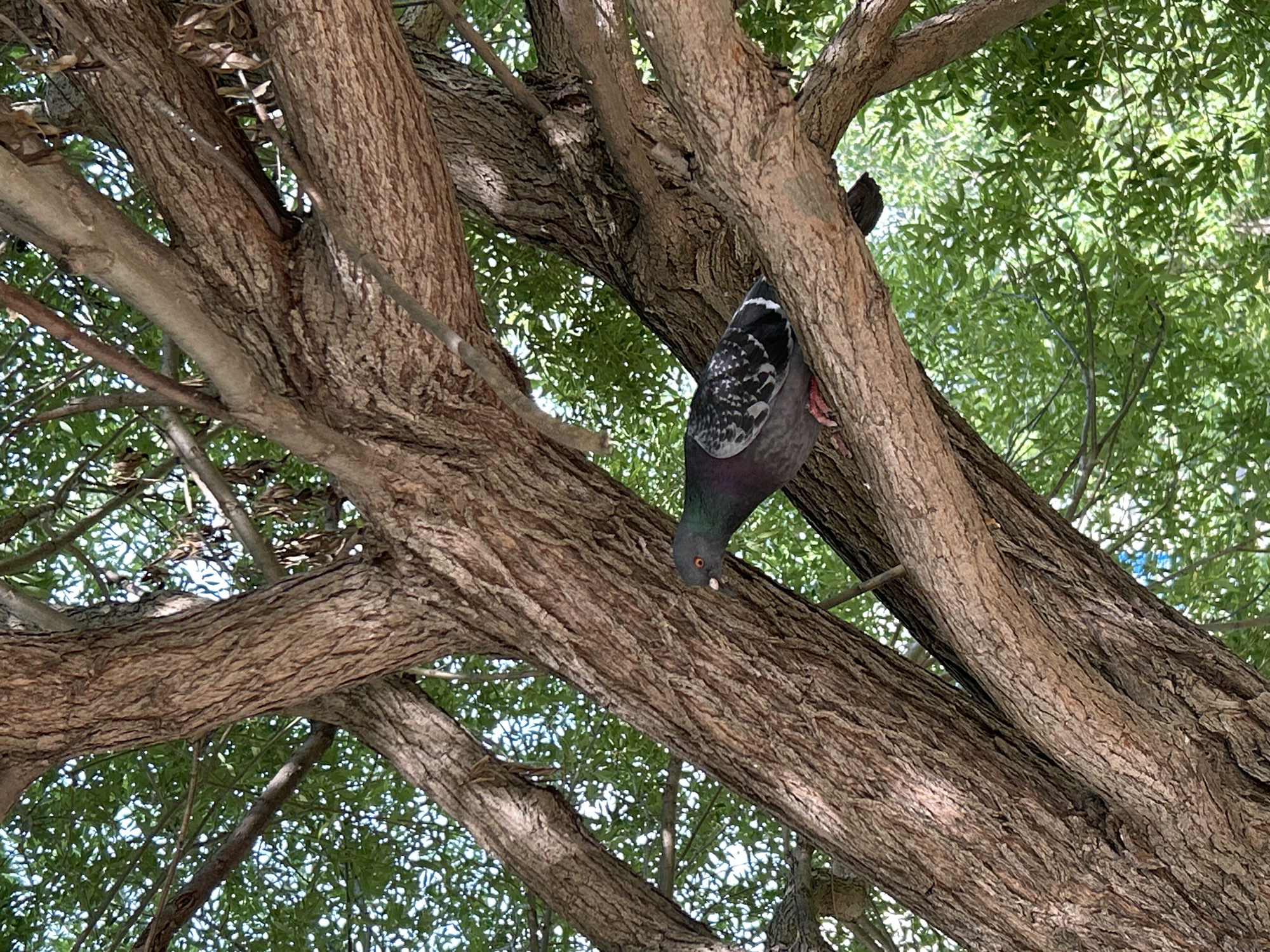 A pigeon is perched on the thick, gnarled branches of a large tree. The pigeon is mostly grey with iridescent green and purple plumage on its neck and has distinctive black and white speckled wings. It is looking down and to the left, with its beak slightly open. The tree's bark is rough and textured, with several large branches crisscrossing the frame. The background is filled with lush green foliage and dappled sunlight, suggesting it is a bright day. The image appears to be taken from a low angle, looking up into the tree canopy. The pigeon's presence on the tree suggests it is in a natural or park-like environment within the city of Chaikovsky, Russia, likely a common urban scene.