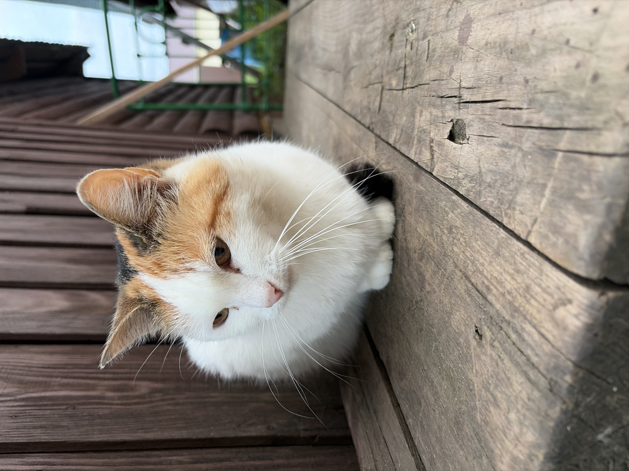 A calico cat with white, orange, and black fur is lying on a wooden porch. The cat is facing to the left and looking down. Its eyes are partially closed. The porch is made of weathered, rough-hewn wooden planks with visible grain and some cracks. Behind the cat, a wooden wall is visible, composed of vertical planks. In the background, a blurry green fence and some vegetation can be seen, suggesting an outdoor setting. The overall impression is a quiet, rustic scene. The location is identified as Фоки, Russia, though there are no specific landmarks in the image to confirm this.