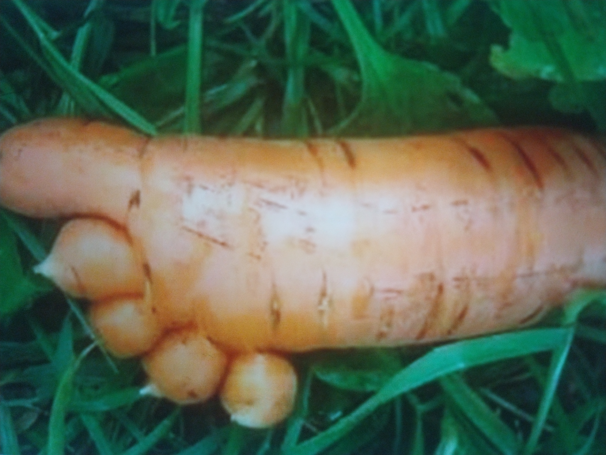 The image displays a close-up, eye-level view of a carrot with five finger-like protrusions at its top, resembling toes. The carrot is positioned in a patch of lush green grass and foliage, suggesting an outdoor environment. The carrot itself is orange and appears to be a naturally grown vegetable. The image does not provide any information or visual cues that would allow for the determination of its location in Odesa, Ukraine, or any specific context regarding people, actions, or interactions.