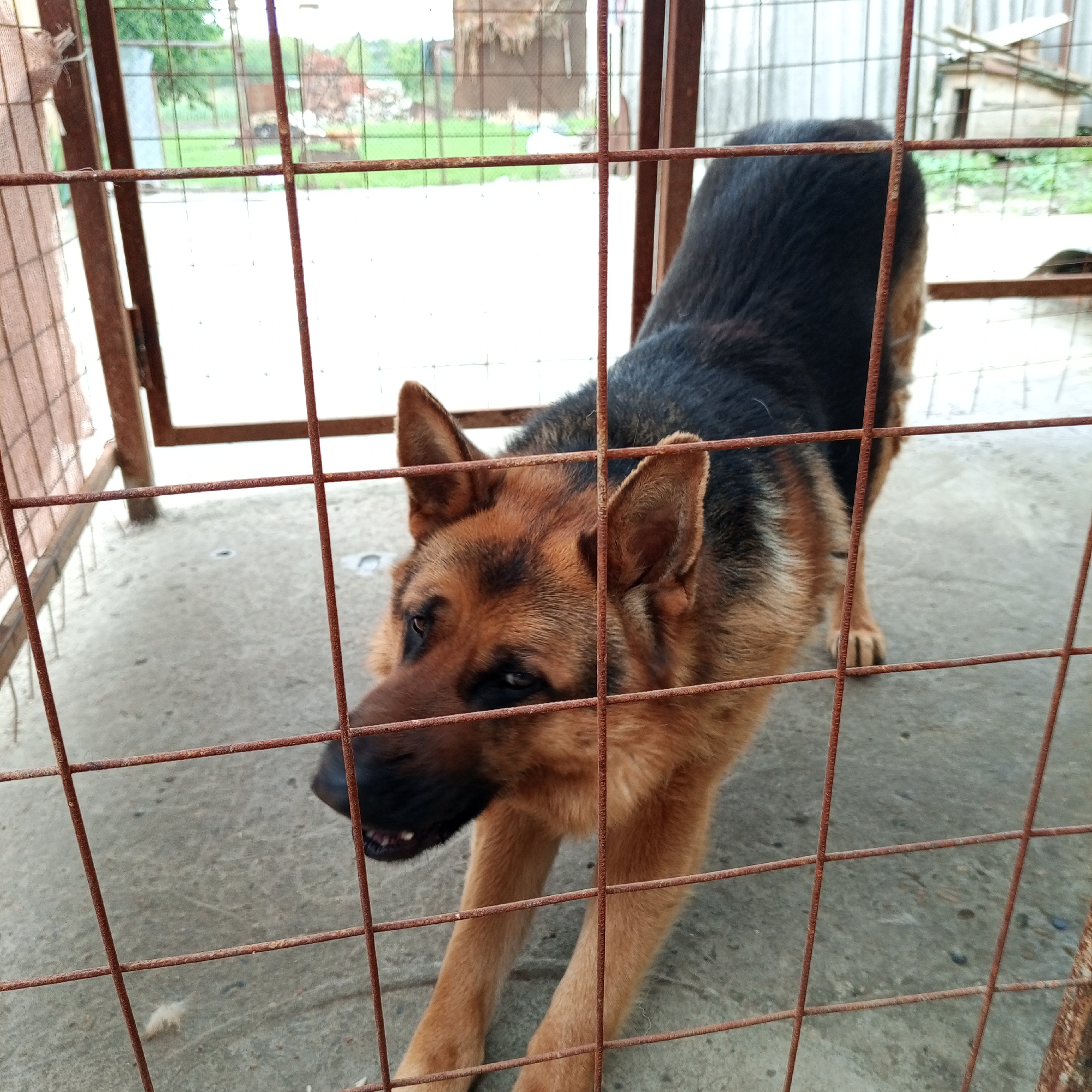 A German Shepherd dog stands inside a rusty, wire-mesh cage, possibly a dog kennel, in Gorkaya-Balka, Russia. The dog is stretching forward with its front paws extended, facing the viewer. The environment consists of a concrete floor within the cage and a blurred background of a fenced area and vegetation.
