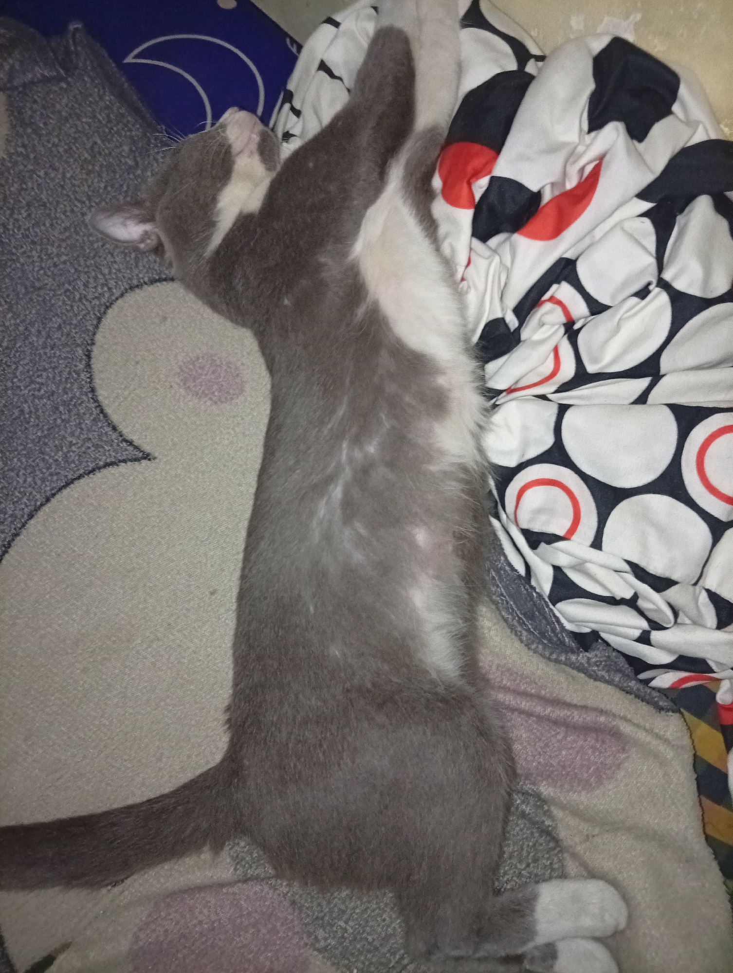 The image depicts a domestic cat, appearing to be sleeping or resting, on a patterned blanket and what looks like a carpet. The cat is primarily grey with white markings on its chest and paws. The environment appears to be indoors, likely a bedroom, given the presence of blankets and bedding. There are no people visible in the image. The location in Wanajaya, Indonesia is not discernible from the visual information provided in the image.
