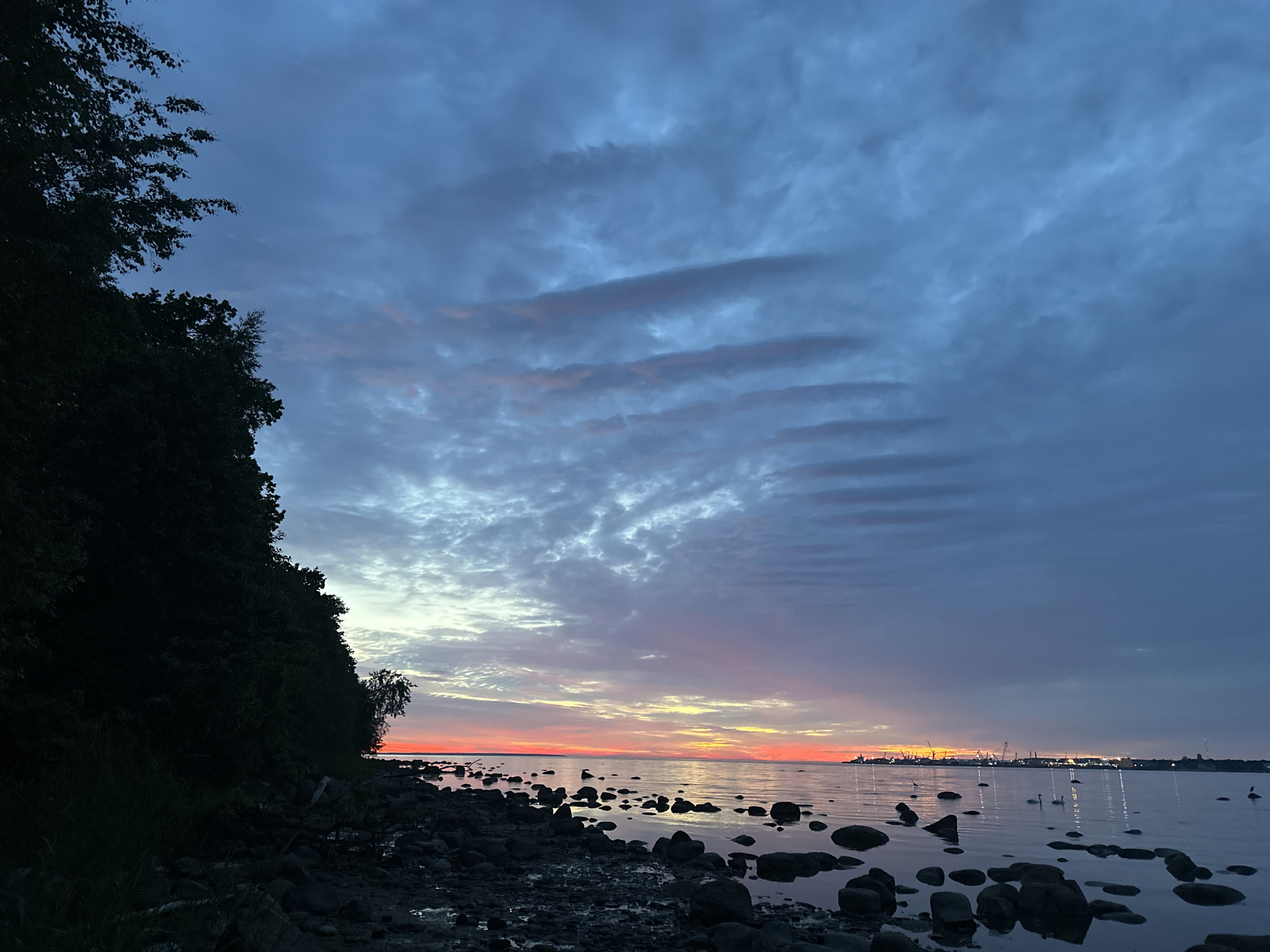 An eye-level, long shot captures a serene twilight scene along the rocky coastline of Tallinn, Estonia. The dark, silhouetted foliage of a densely wooded area dominates the left side of the frame, casting a shadow over the foreground, which is littered with various-sized, dark, wet rocks. The calm, reflective water of the bay stretches towards the horizon, where a vibrant band of orange and pink sunset hues illuminates the sky. Wispy clouds, tinged with blue and purple, stretch across the twilight sky. In the distance, the outline of the city is faintly visible, with cranes and buildings silhouetted against the fading light, suggesting an industrial port area. Several white swans are visible on the water, adding a touch of life to the tranquil scene.