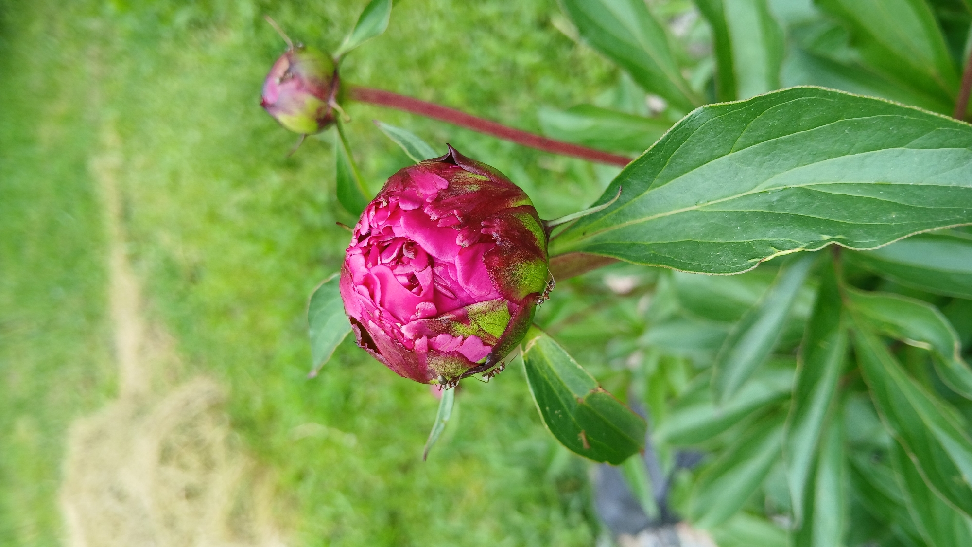 The image shows a close-up of a peony flower bud in a garden setting. The bud is predominantly pink with hints of green on the outer petals. Several green leaves surround the bud. Another smaller peony bud is visible in the background, along with a patch of green grass. The image was taken in the city of Dnipro, Ukraine.