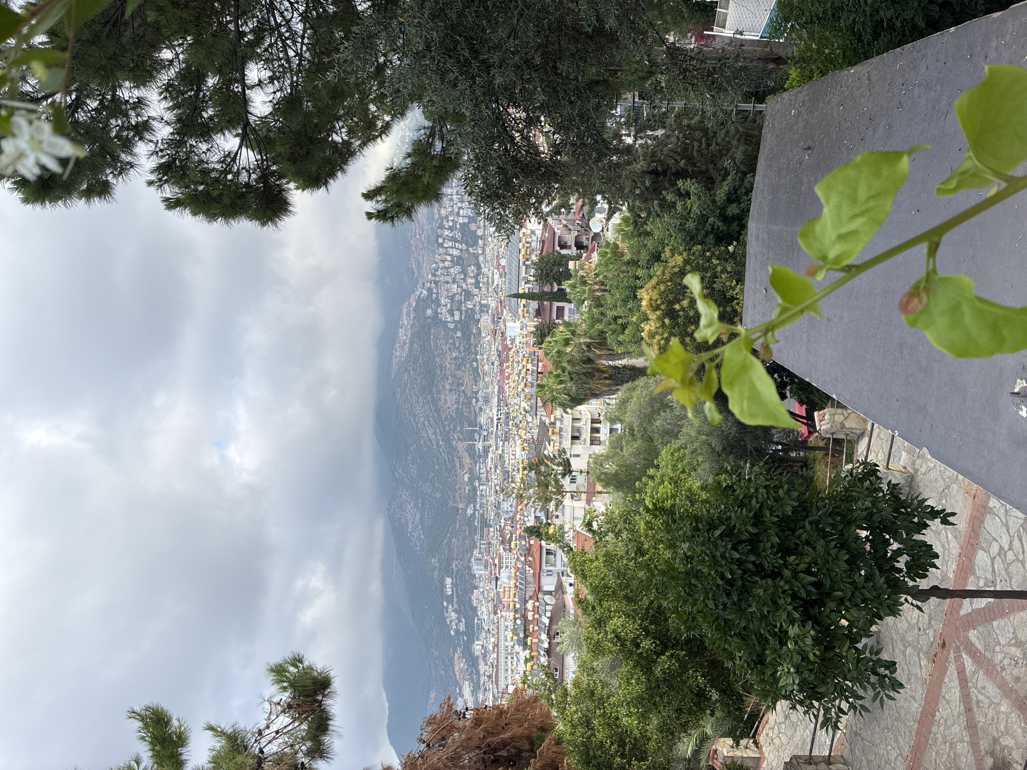 This image captures a panoramic view of the city of Alanya, Turkey, from an elevated vantage point. In the foreground, a dark, textured ledge runs horizontally across the bottom of the frame, with a delicate green plant featuring new leaves and budding flowers extending into the scene from the right. Behind the ledge, a stone pathway with a red brick border is visible, leading to a small, well-maintained green tree.
The midground is dominated by a dense collection of buildings with red-tiled roofs, indicative of a Mediterranean urban landscape. Many rooftops feature solar water heaters, suggesting a focus on sustainable energy. Lush green trees and palm trees are interspersed throughout the urban sprawl, adding a touch of nature to the cityscape.
In the background, the city extends up the slopes of a majestic mountain range, its peaks softened by a layer of clouds. The sky is overcast with a mix of grey and white clouds, creating a diffused light that softens the overall scene. The city appears to be spread out along the coastline, with hints of smaller structures and infrastructure climbing the mountainside. The overall impression is one of a vibrant coastal city nestled against a dramatic natural backdrop.