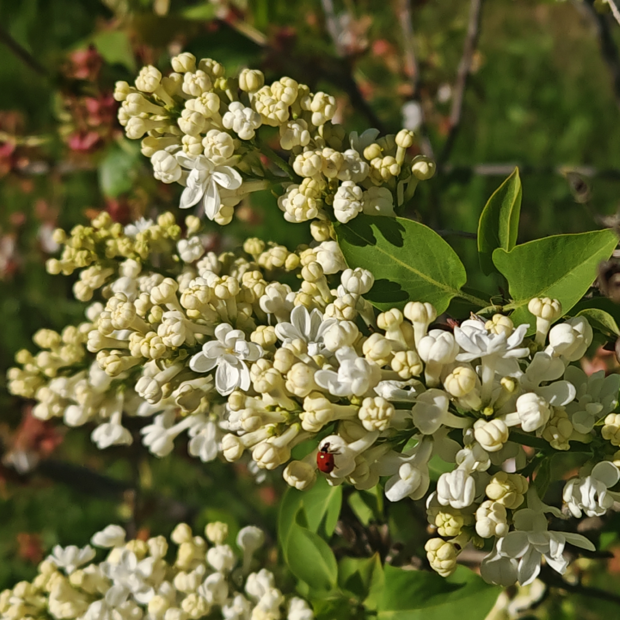 The image features a close-up view of a cluster of white lilac flowers in partial bloom, with some flowers fully open and others still in bud. A ladybug is visible on one of the open flowers. The background is a blur of green foliage and branches, suggesting a natural outdoor setting. The location is not identifiable from the image.
