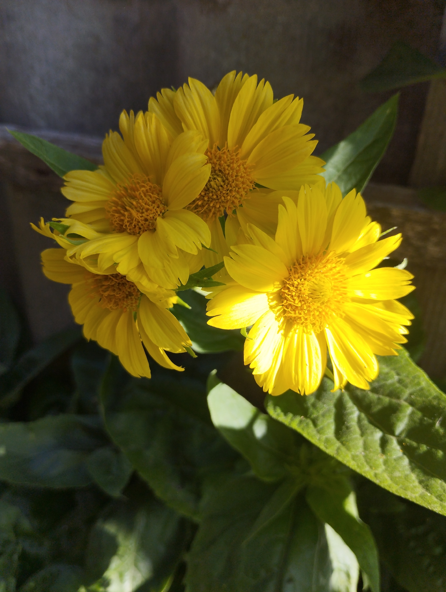 A close-up, high-angle shot shows a cluster of four bright yellow daisy-like flowers with prominent, textured orange centers. The flowers are in full bloom, with their petals slightly unfurling and catching the sunlight, creating bright highlights. They are positioned against a dark, textured background, possibly a wall or fence, and are surrounded by lush green leaves, some of which are sharply in focus and show detailed veining. The overall impression is one of natural beauty and vibrancy. This image was taken in Vasylivka, Ukraine.