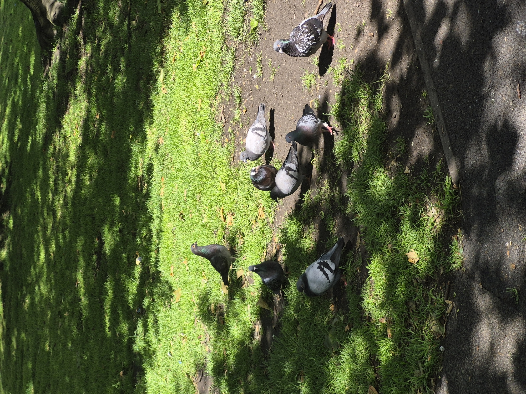 The image depicts a group of eight pigeons gathered on a patch of grass and bare earth under dappled sunlight in Sandwell, United Kingdom. The pigeons, common rock doves, are of varying grey and white plumage. They are positioned in different orientations, with some standing and others appearing to forage or rest. The environment is a grassy area, likely a park or public space, with shadows cast by overhead trees. The ground is a mixture of green grass and exposed soil. A dark paved edge is visible at the bottom of the frame. The scene is static, with no human presence or notable activity beyond the presence of the birds.
