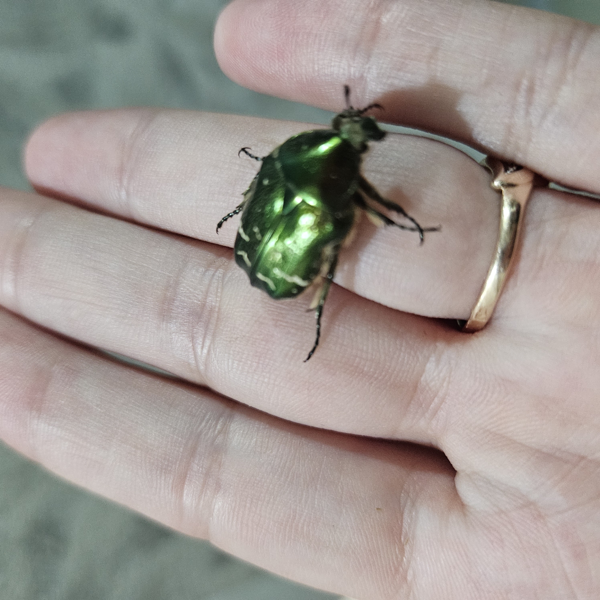 A metallic green beetle is resting on a human hand, which is positioned against a muted gray background. The hand appears to be light-skinned and is showing the knuckles and skin texture. The beetle is positioned on the back of the middle finger and has visible legs and antennae. A gold ring is worn on the ring finger. The image is a close-up shot, focusing on the beetle and the hand. There is no indication of the city of Chelyabinsk, Russia, or any specific location within it.
