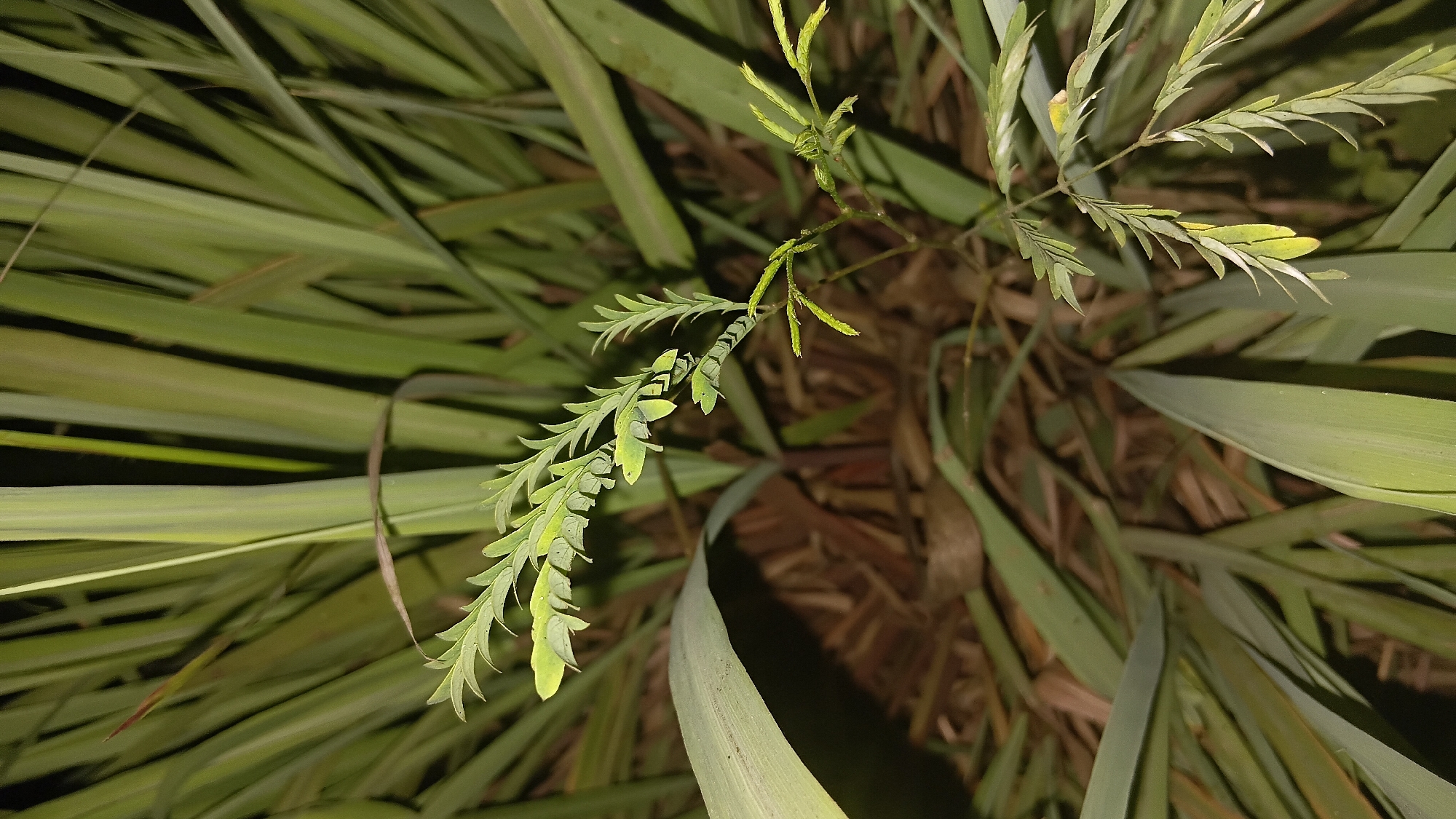 The image displays a close-up, dimly lit view of a plant with feathery, compound leaves in the foreground. The leaves are a light green color, with some appearing slightly yellowed. Behind this plant, larger, more grass-like leaves in a darker green hue dominate the background, creating a sense of depth. The ground beneath the plants is covered in dry, brown organic material, possibly fallen leaves or mulch. The lighting suggests it is either dusk, dawn, or nighttime, with artificial light sources likely not present. The scene is consistent with a garden or natural environment, possibly within a residential area or park in Prabumulih, Indonesia, given the context provided. No people, animals, or man-made structures are visible in the frame.
