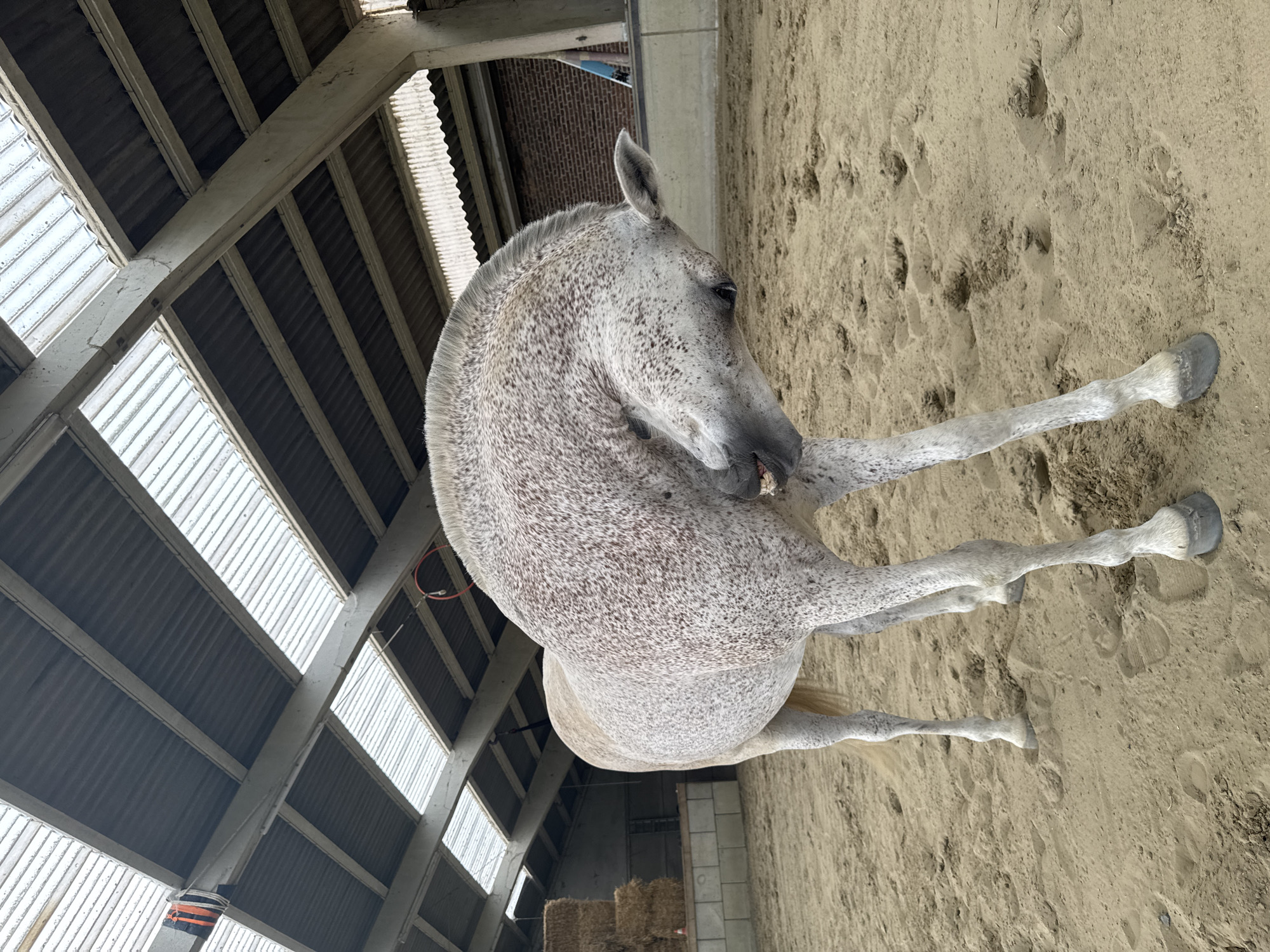 A dappled grey horse stands in a sandy arena, its head bent down as if scratching its chest with its muzzle. The horse is in the foreground, facing left, with its body angled towards the viewer. Its coat is light grey with numerous dark grey or black speckles. The arena appears to be an indoor equestrian facility, with a corrugated metal roof supported by concrete beams. Several skylights run along the roof, allowing natural light into the space. In the background, stacks of hay bales are visible to the left, and a brick wall with a concrete base forms the rear boundary of the arena. The ground is covered in light-colored sand, with visible hoof prints. The overall environment suggests a working stable or training facility, possibly located in the rural or semi-rural outskirts of Estaimpuis, Belgium, given the agricultural context suggested by the hay bales and the likely function of such a facility. There are no people visible in the image.