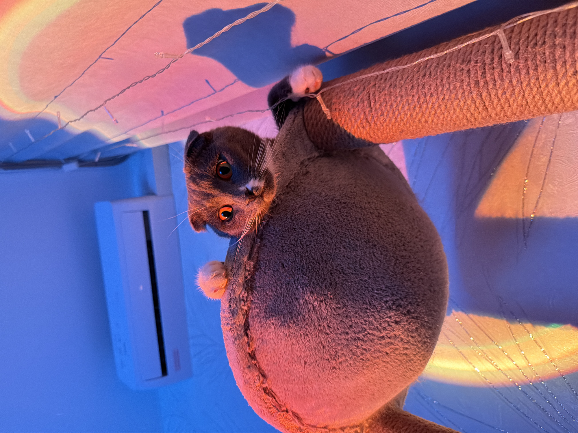This indoor photograph, taken in Chaikovsky, Russia, features a playful grey cat interacting with a cat tree. The cat, which appears to be a Scottish Fold or similar breed with distinctive folded ears and a round face, is captured from a low-angle perspective, appearing to be hanging upside down or climbing on a thick, rope-wrapped scratching post. Its white-tipped paws are visible, gripping the textured rope.
The cat looks directly into the camera with wide, bright orange eyes, conveying a sense of curiosity and engagement. Its whiskers are prominent against its dark fur, and a small white patch is visible on its chin.
The setting is characterized by vibrant, artificial lighting. The background wall is bathed in a cool blue light, where a white, wall-mounted air conditioner unit is partially visible. The upper portion of the scene, including the ceiling and an upper wall, is illuminated with warm pink and orange hues, accompanied by a soft, rainbow-like light projection, suggesting the use of a mood lamp. String lights with small bulbs are strung across the top of the frame, adding to the decorative ambiance. The overall impression is of a cozy, whimsical domestic environment, likely illuminated this way in the evening or at night. There is no discernible text visible in the image.